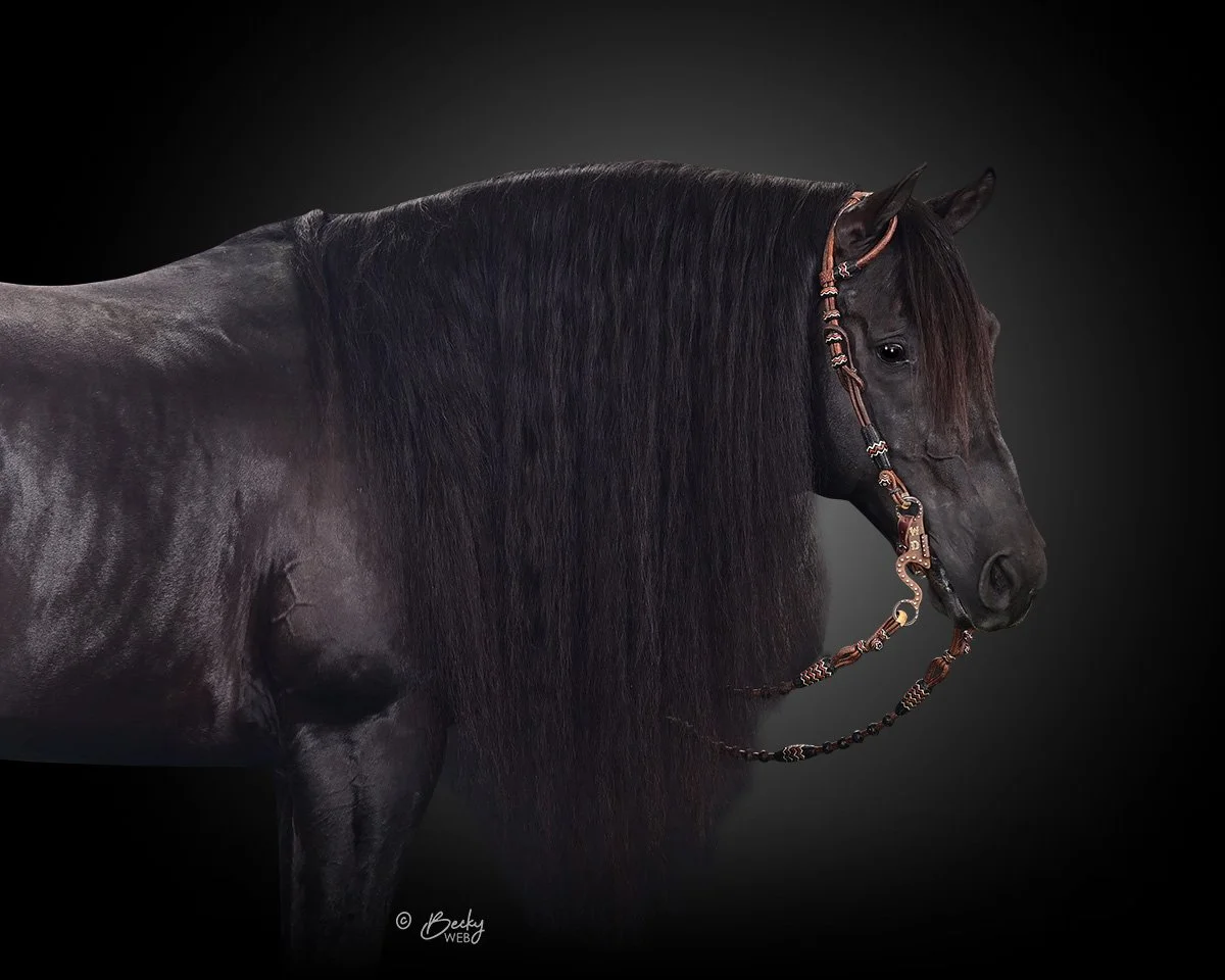 A black horse with a long, flowing mane wearing a decorative halter against a dark background.