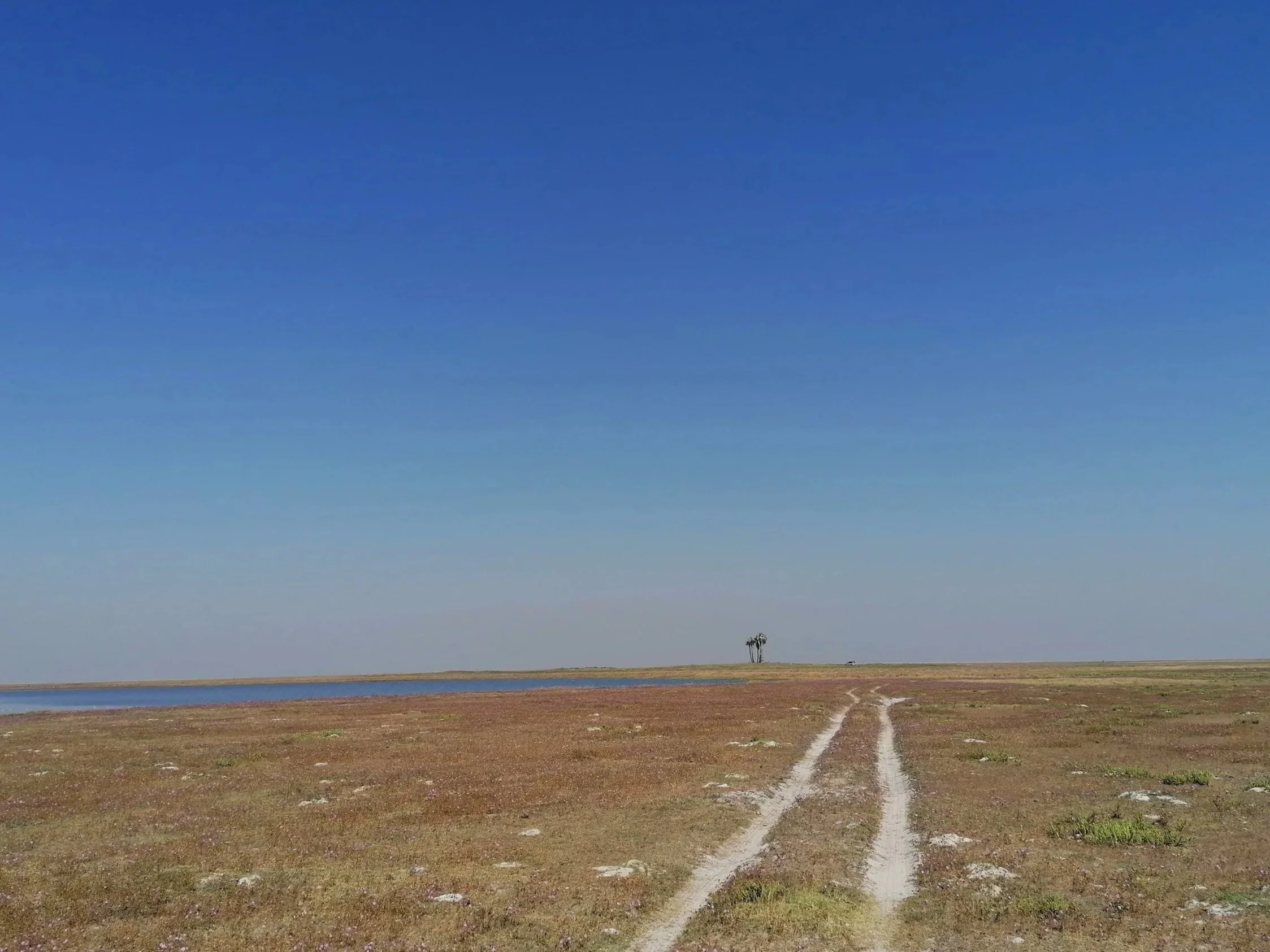 the wild western circuit