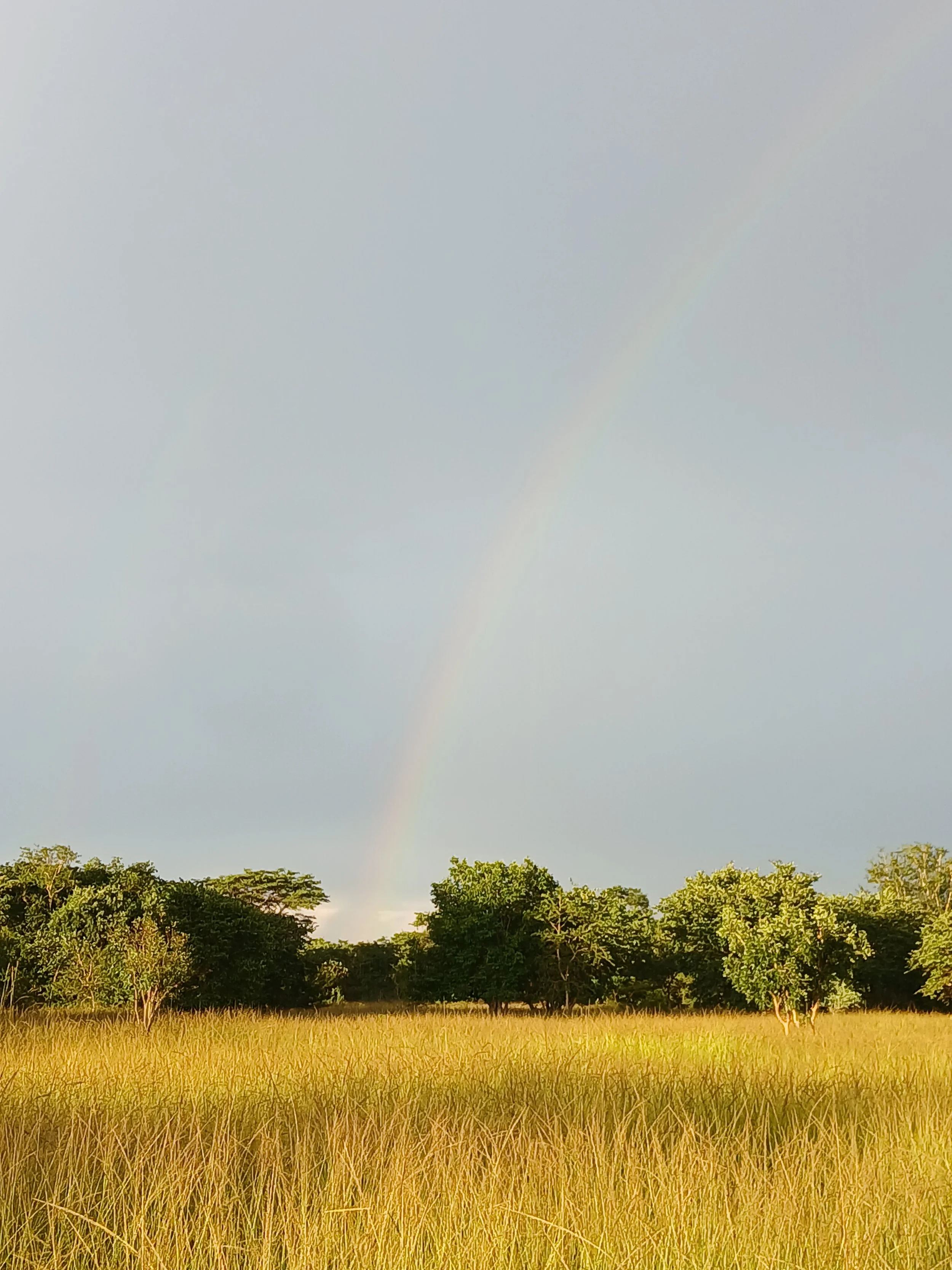 A landscape with a grassy field, scattered green trees, and a rainbow in a cloudy sky