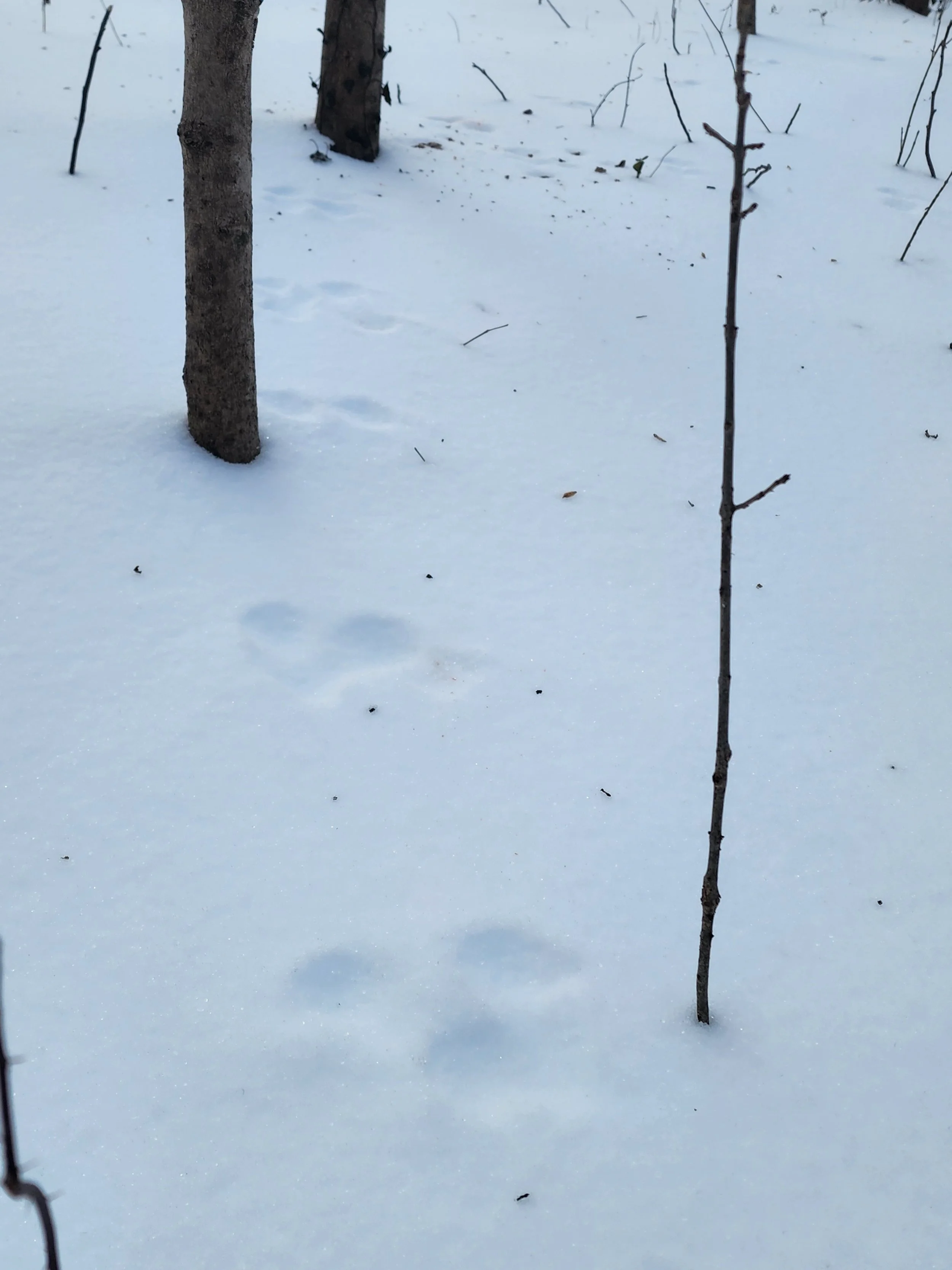 rabit tracks in the snow