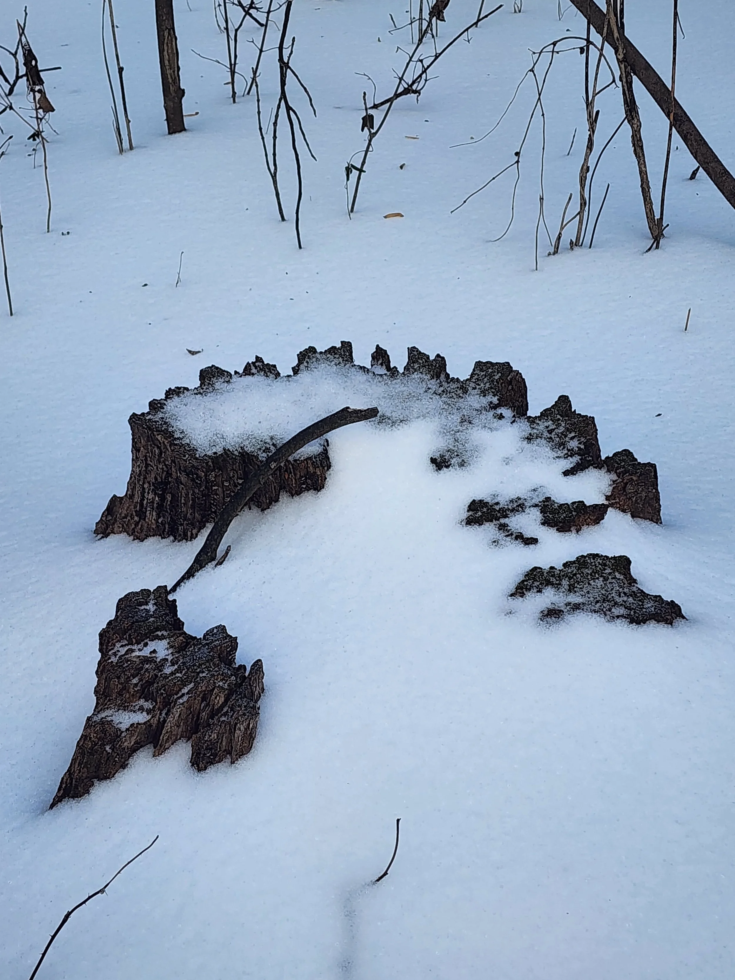 Winter nature based therapy with children and teens in Harrisonburg, Virginia