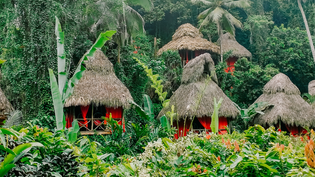 Thatched-roof huts in a lush, tropical forest with abundant green foliage and tall trees.