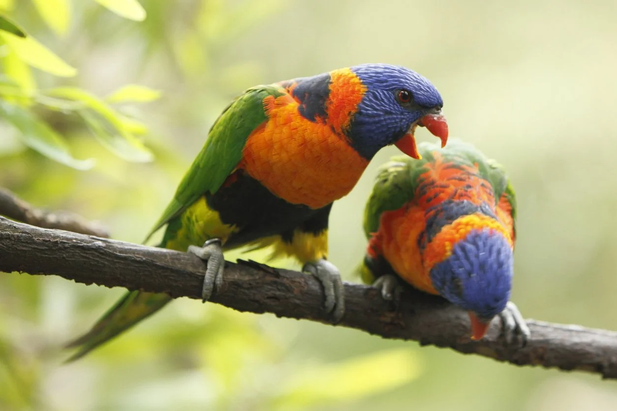 Why Do We Keep Having the Same Fight? Understanding Negative Relationship Cycles