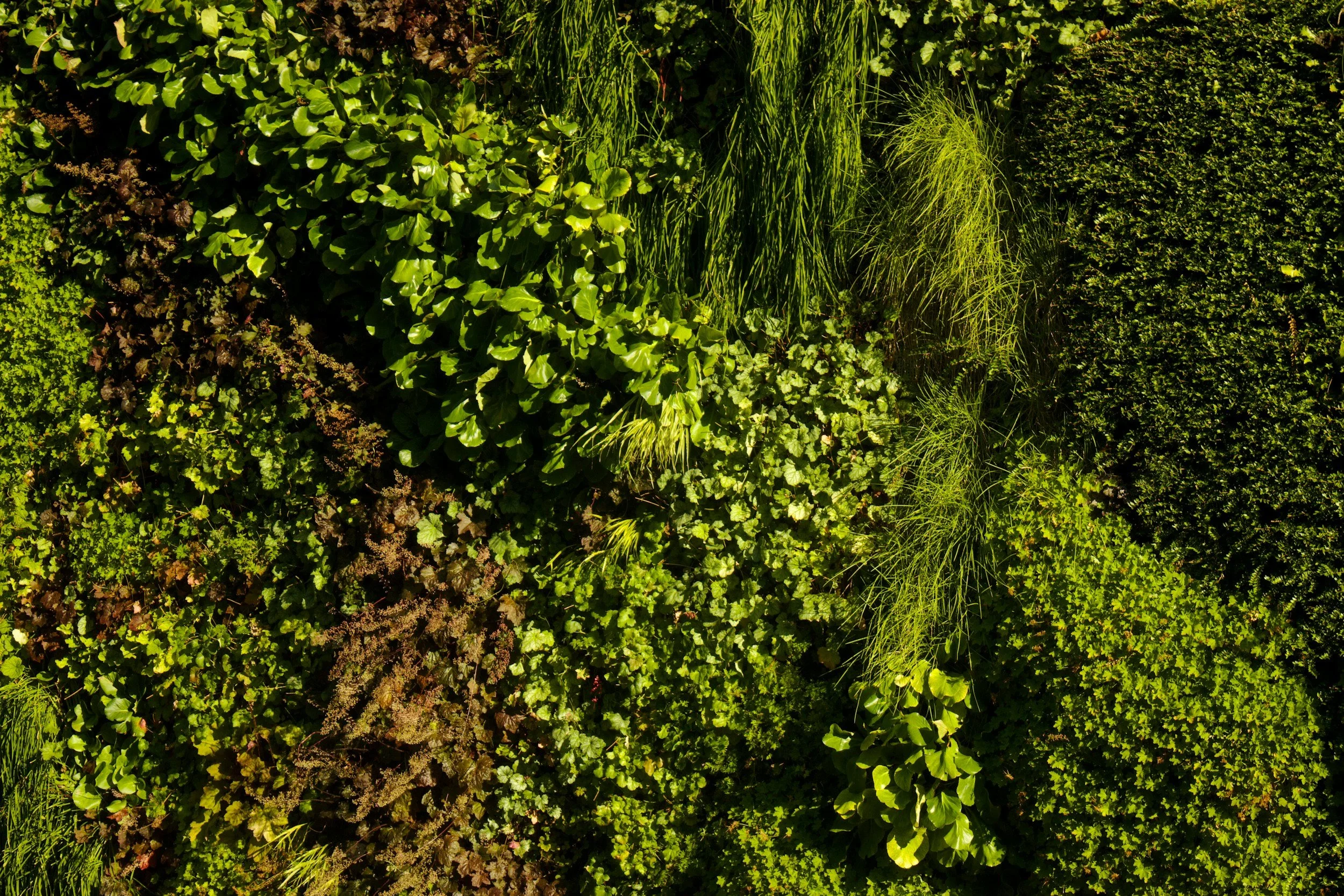 Imagen de un jardín visto desde arriba, con diferentes tipos de plantas verdes y arbustos.
