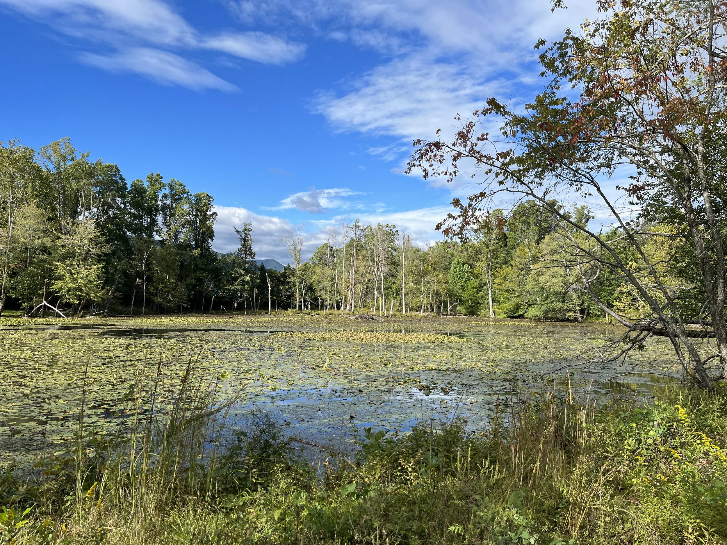 Small Peace, the Day Wendell Berry Died