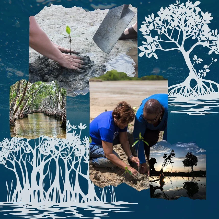 We bridge the gap between classroom learning and ecological restoration, turning scientific curiosity into measurable impact. Through our four-step program&mdash;propagule collection, classroom cultivation, environmental education, and community repl