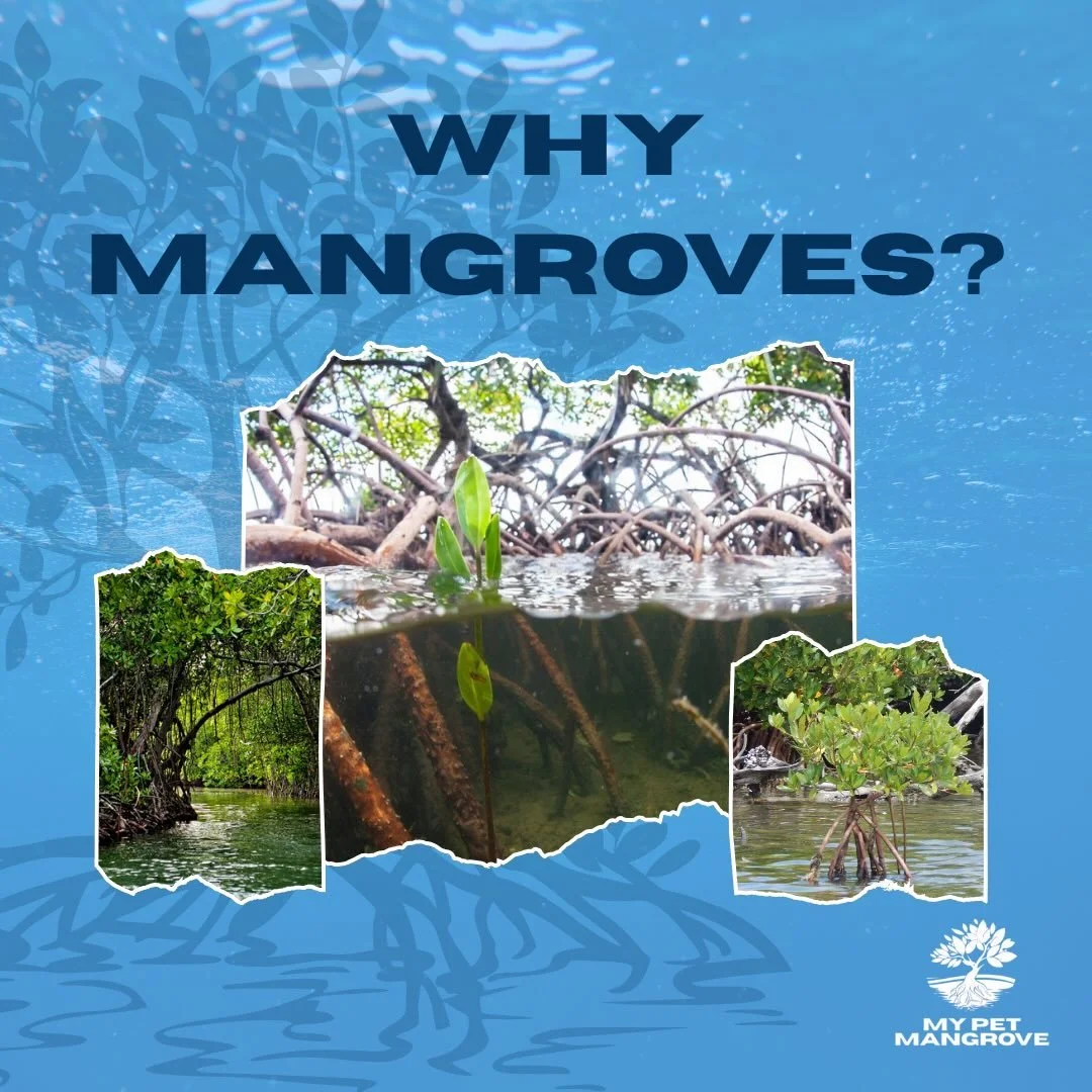 Mangroves are some of Florida&rsquo;s most powerful ecosystems, yet many people pass by them without realizing everything they do.

These remarkable trees protect coastlines from erosion, reduce storm impacts, improve water quality, store vast amount