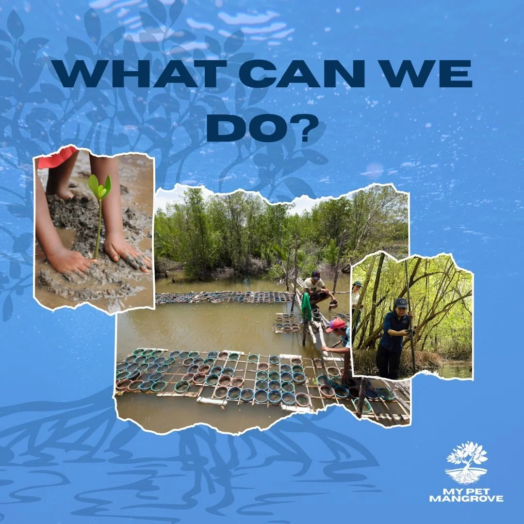 Protecting mangroves doesn&rsquo;t require a marine science degree.

It starts with something much simpler: caring.

You can support restoration projects, participate in coastal cleanups, reduce pollution, advocate for coastal protections, and share 