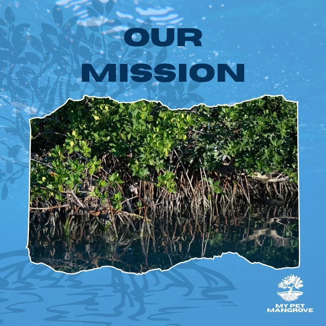 At My Pet Mangrove, we believe conservation begins with connection.

Our mission is to empower the next generation of environmental stewards through hands-on education and coastal restoration. By growing mangroves, learning about their ecological imp