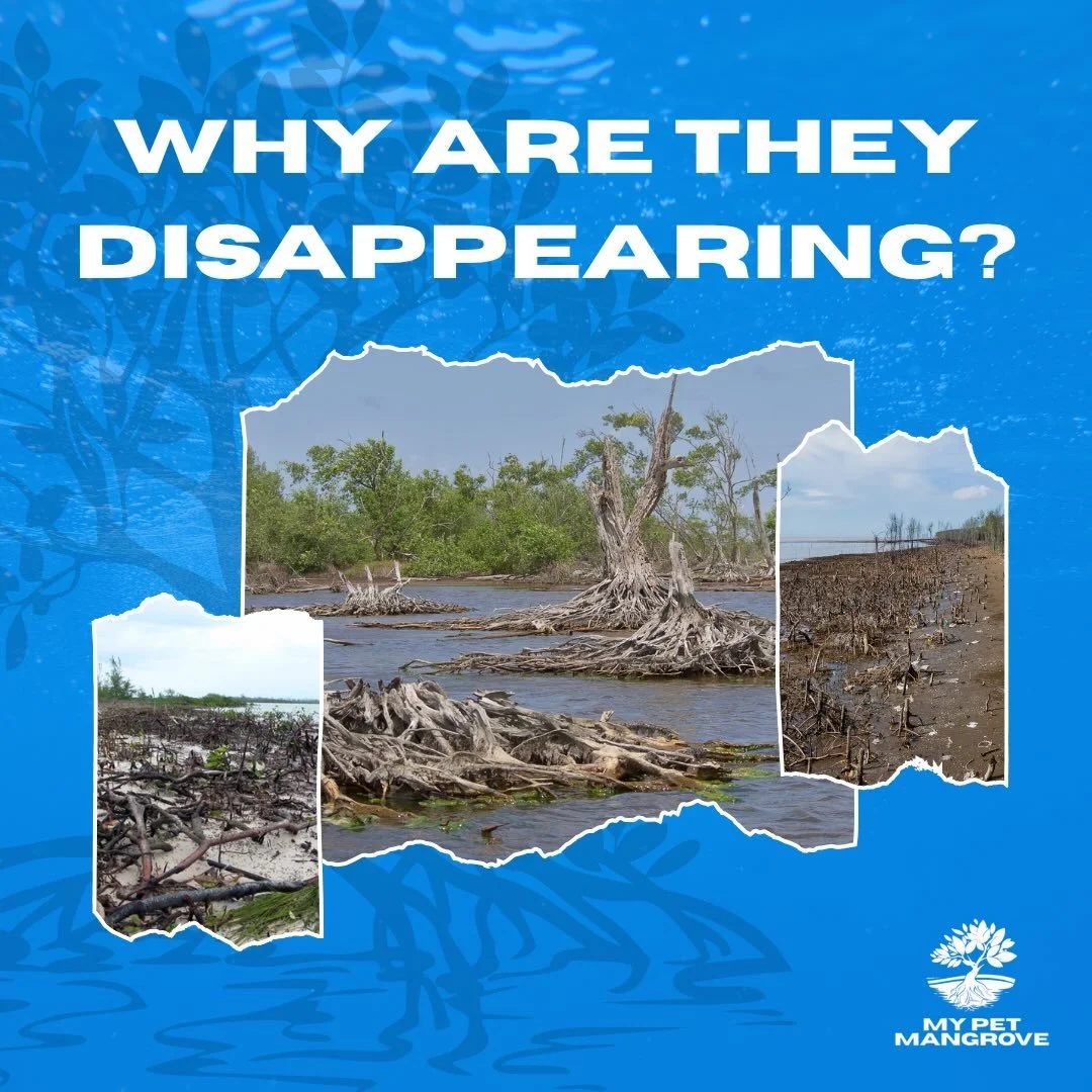 Mangroves have protected Florida&rsquo;s coastlines for centuries. Today, they need our protection.

Coastal development, habitat alteration, pollution, boat damage, and climate-related stressors continue to put pressure on mangrove ecosystems across