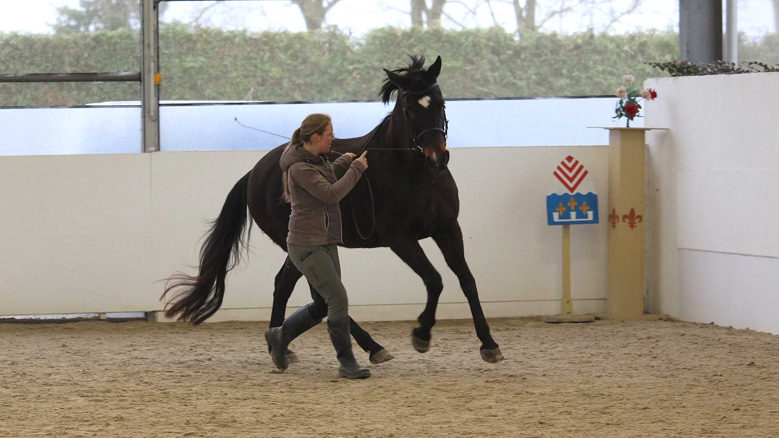 Eine Frau arbeitet mit einem schwarzen, galoppierendenPferd in einer Reithalle. Das PFerd wird in der Handarbeit gearbeitet