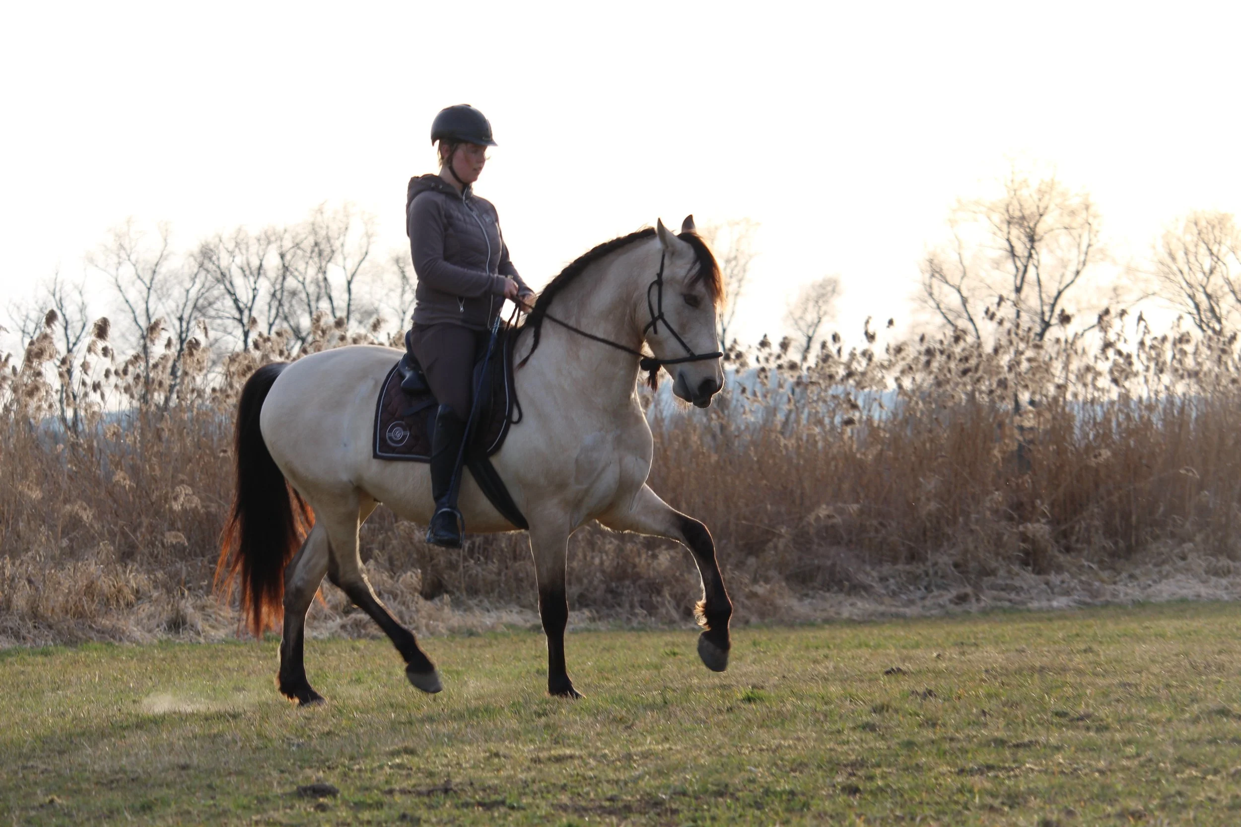 Eine Person reitet auf einem hellbraunen Pferd in der Passage auf einer offenen Wiese bei Sonnenuntergang, mit Sträuchern im Hintergrund.