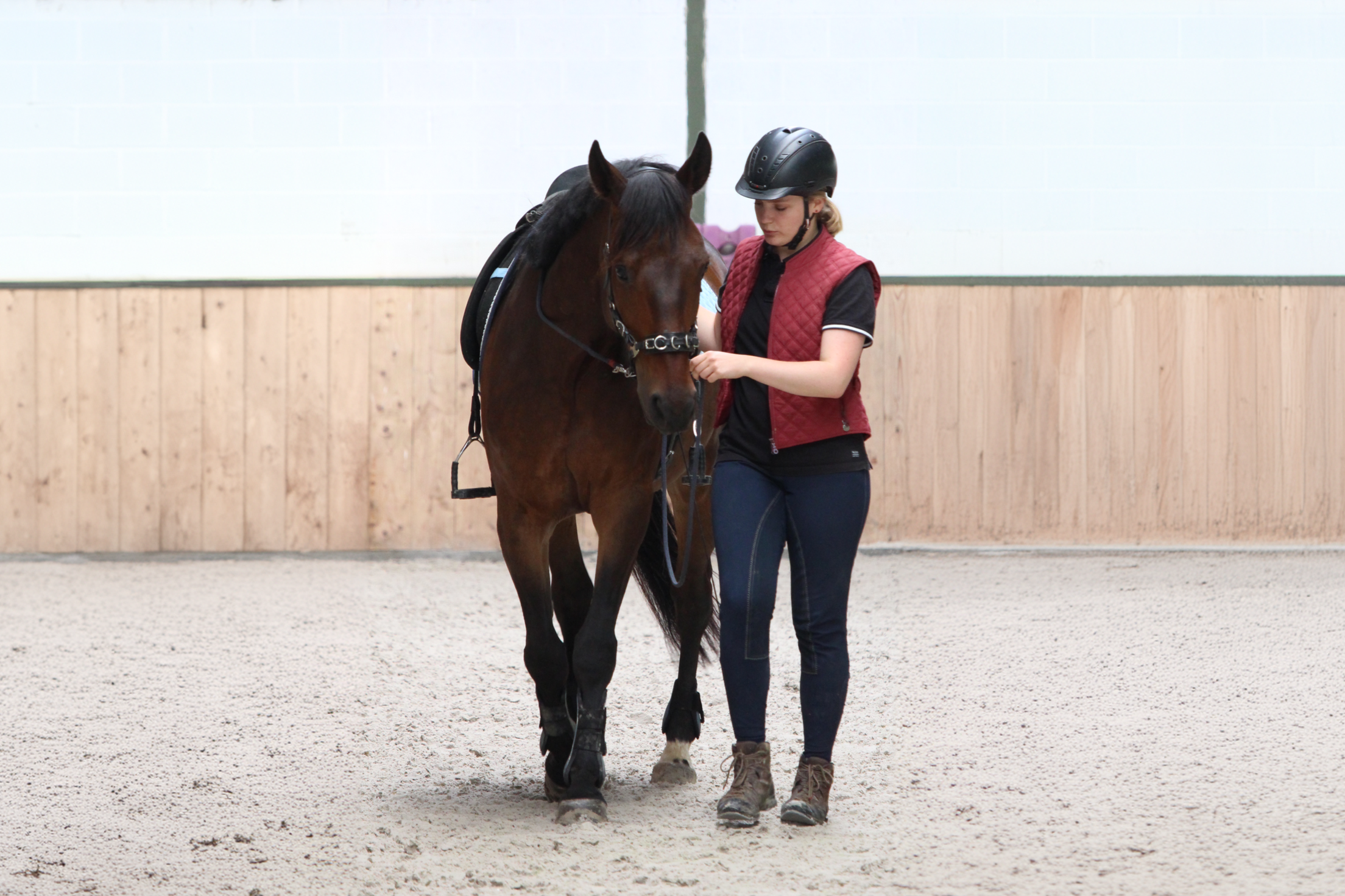 Eine junge Reiterin in einem Reitstall, die ein braunes Pferd führt, trägt einen schwarzen Reithelm, eine rote Weste, eine schwarze T-Shirt, enge Reithosen und Stiefel.