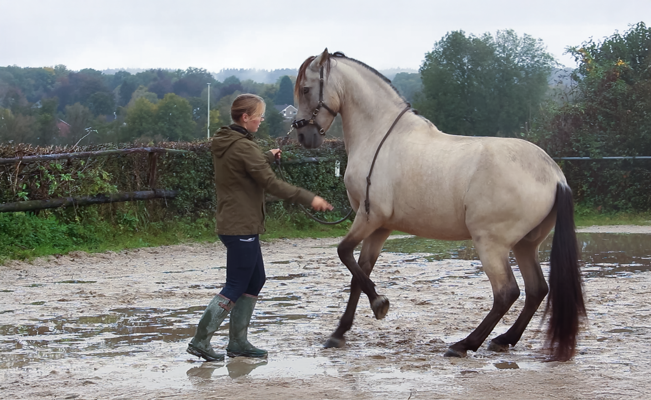 Frau trainiert ein hellgraues Pferd in einem Wasserbecken im Freien an einem grauen Tag.
