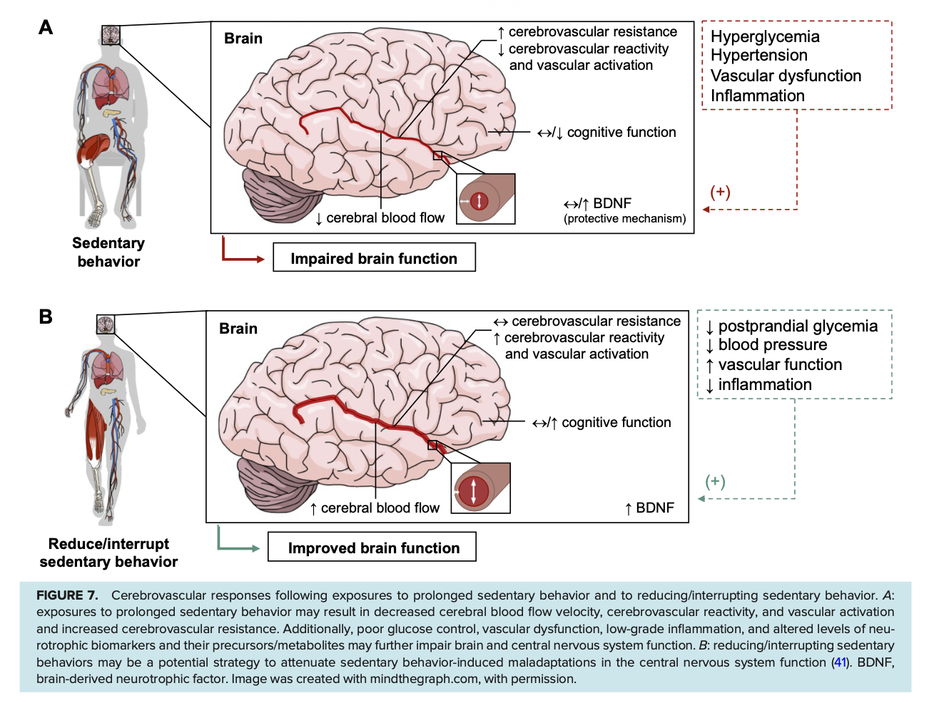sedentary behavior and brain