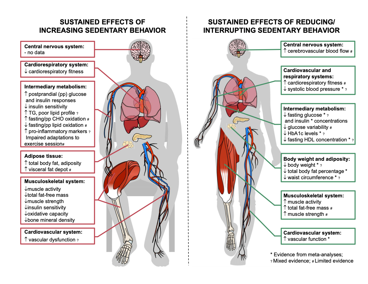 inactivity physiology explanation