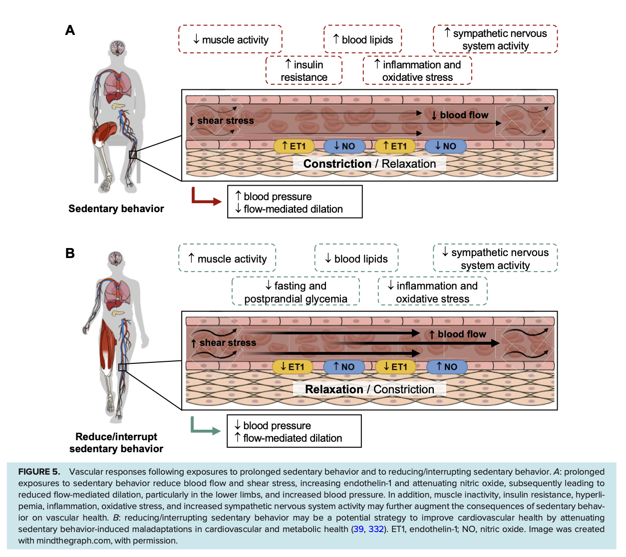 phenomenon researchers call bent-artery morphology.