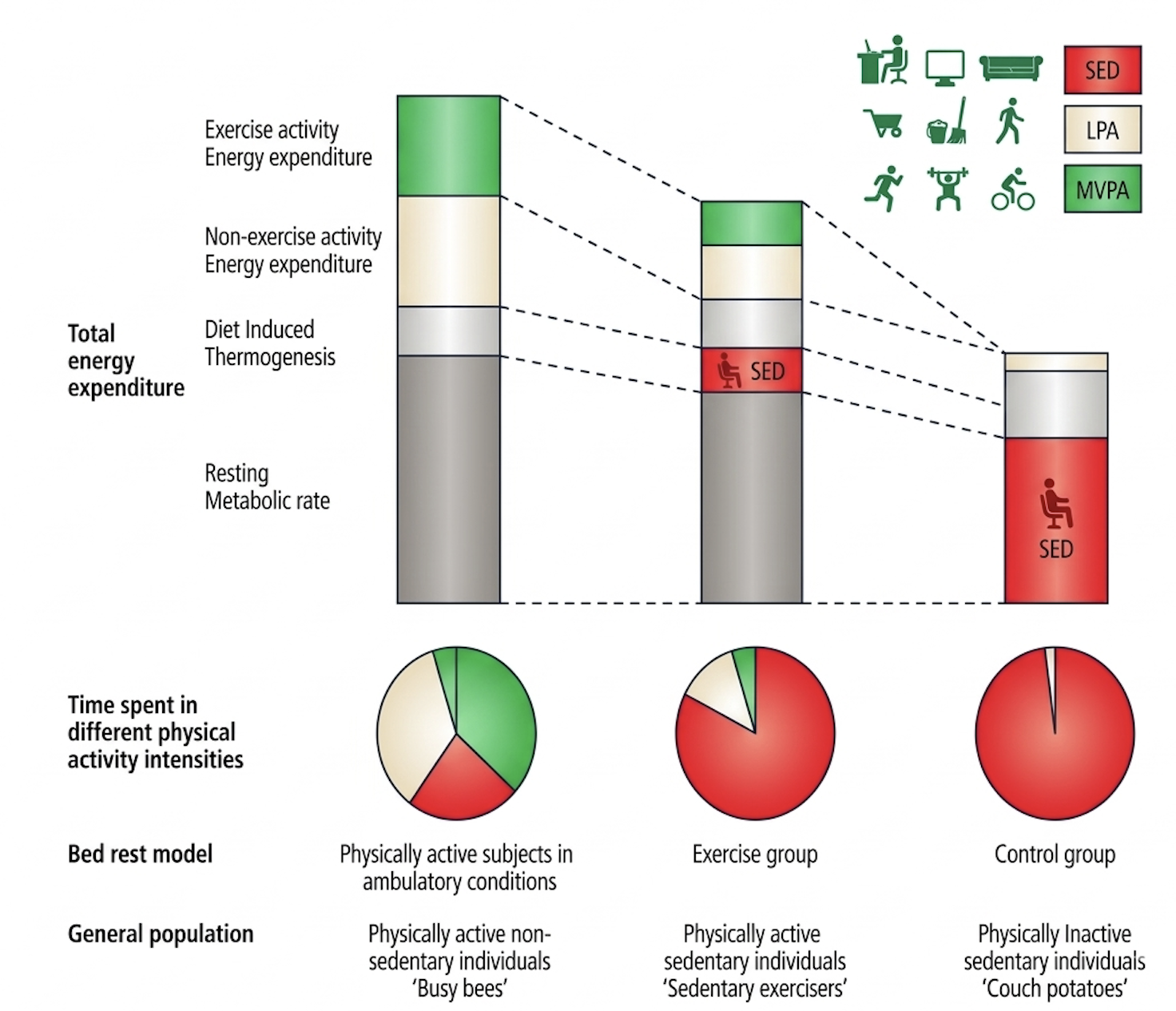 Total Energy Expenditure (TEE) explanation