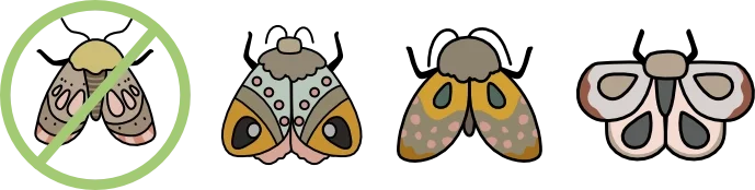 Series of four illustrated moths or butterflies, with the first one crossed out.
