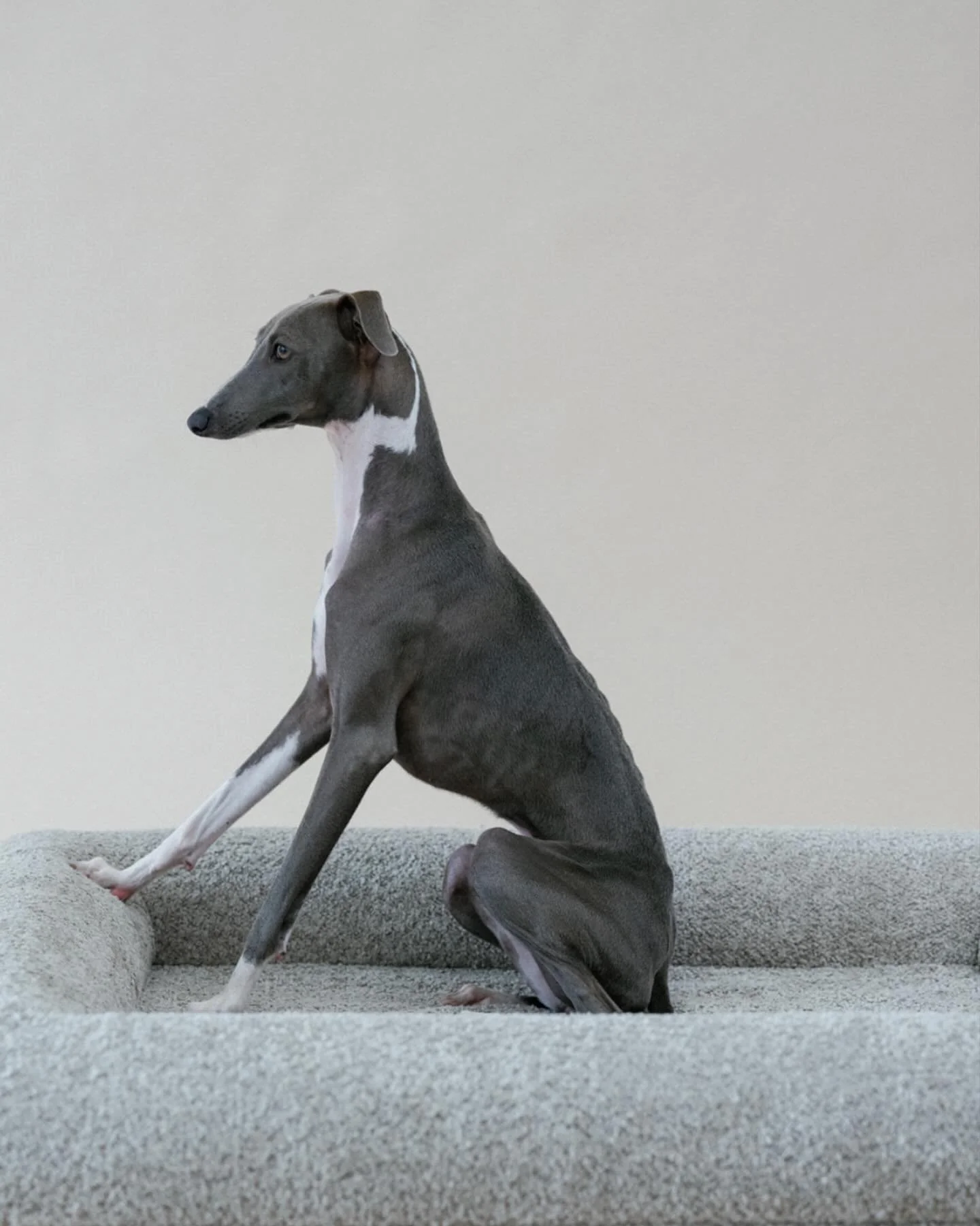 Greyhounds may be fast&hellip; but they rest even faster. 🐾💤
Lean bodies + delicate joints = a serious need for orthopedic support &mdash; and that&rsquo;s where KOZY comes in.
✔ High-density orthopedic memory foam to relieve pressure
✔ Plush bolst