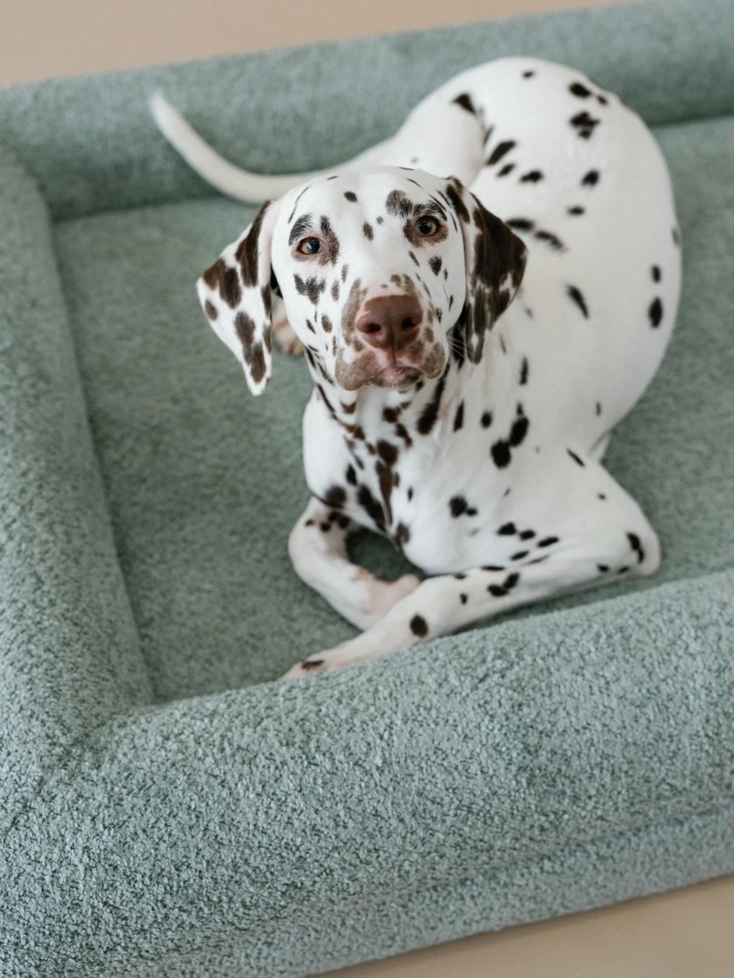 Most dog beds lose their shape in 6&ndash;12 months.

KOZY beds are crafted with premium, human-grade memory foam &mdash; the same kind used in luxury mattresses &mdash; to create a bed just for them. So you can finally have yours back.

𝗕𝗮𝗰𝗸𝗲𝗱