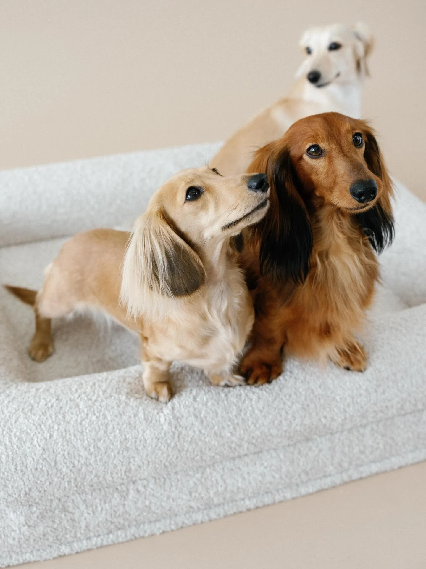 For homes with more than one
and dogs who don&rsquo;t believe in personal space.

Because somehow, it always becomes everyone&rsquo;s favorite spot.