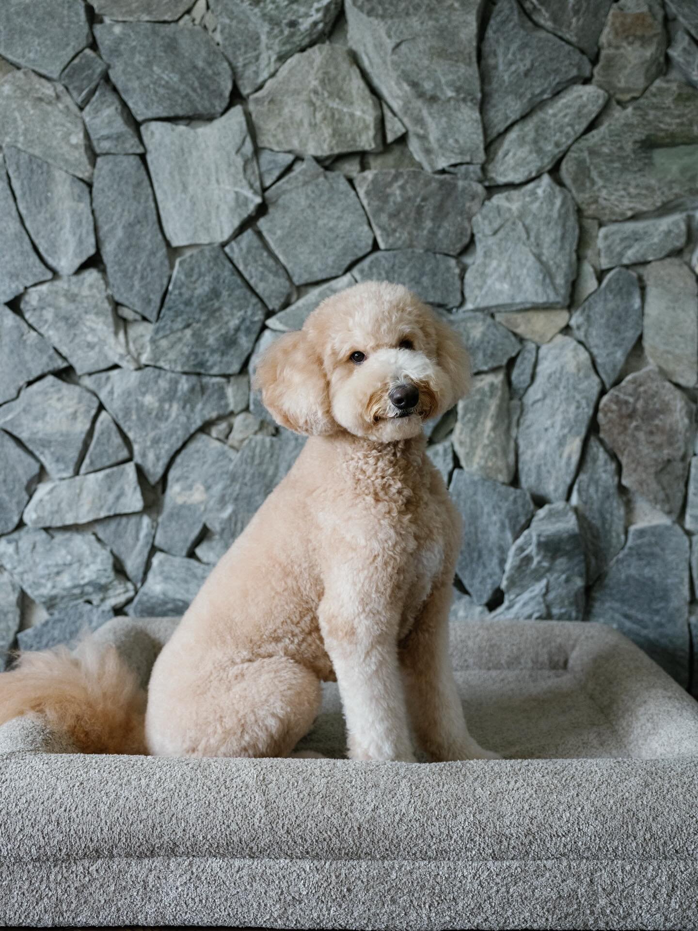 Still pinching ourselves over this one.
Featured in British Vogue&rsquo;s &ldquo;Dressed to the Canines,&rdquo; a celebration of elevated style for dogs.

A very special moment for KOZY, and a beautiful way to welcome April. ✨