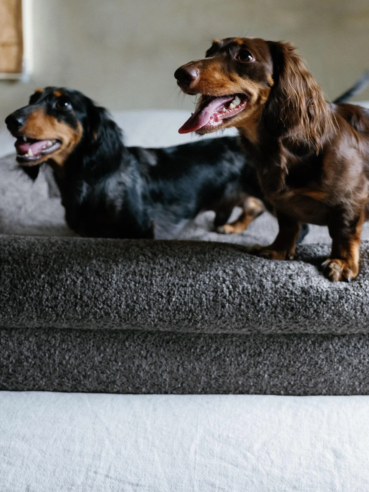 Always room for two.
The KOZY Bed, made on the larger side, because two is always better than one. 🐾