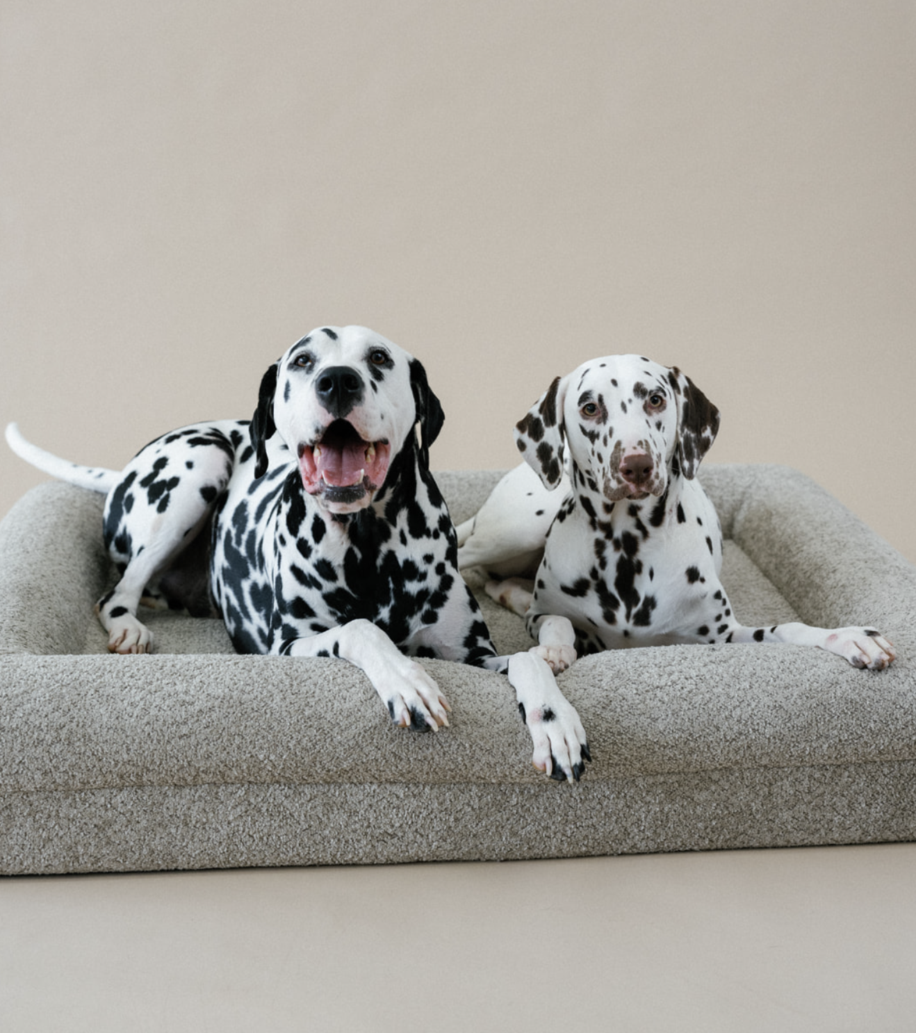 Two Dalmatian dogs lying on a beige pet bed against a plain background.