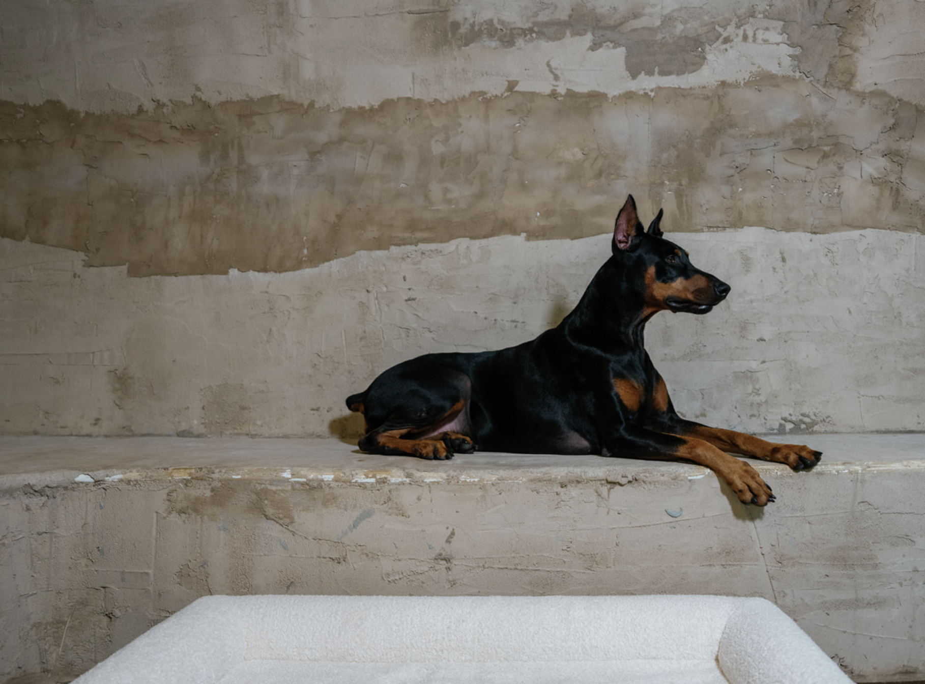 A black and tan Doberman lying on a ledge in front of a worn, beige and brown wall.
