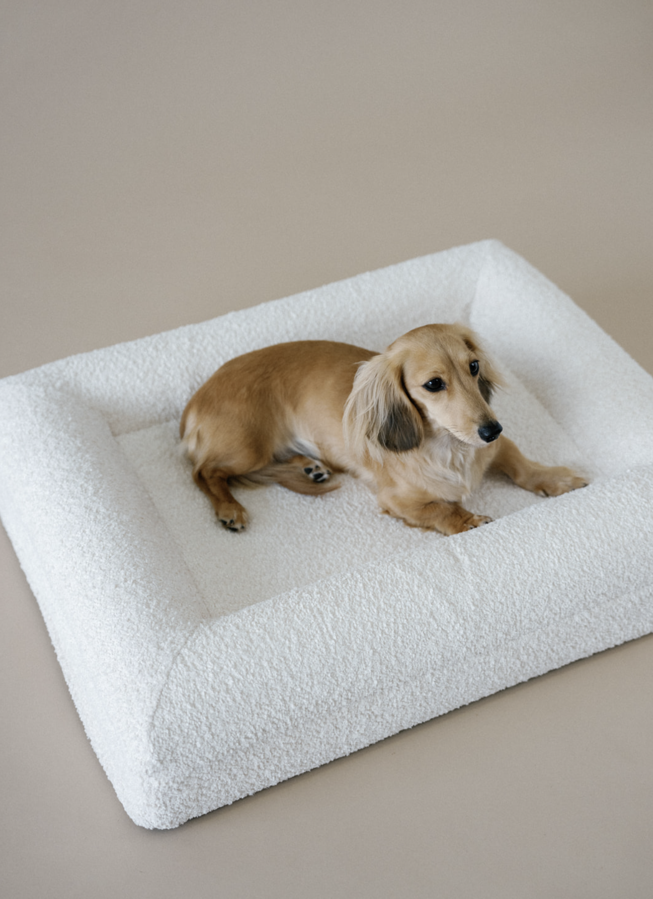A small tan Dachshund dog resting on a white textured pet bed with raised edges on a beige floor.
