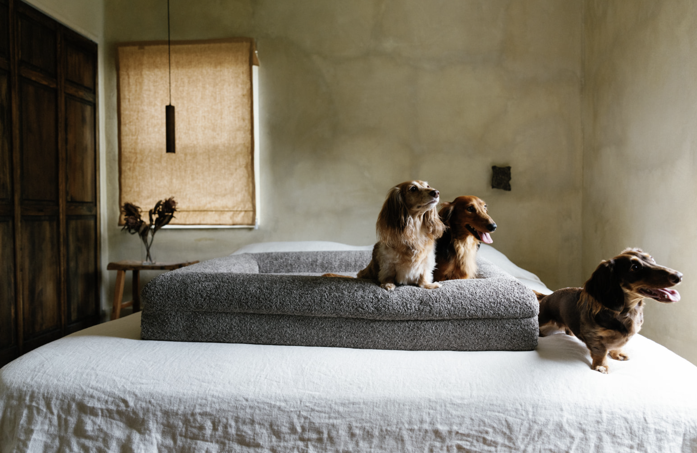 Three dachshunds sitting on a grey cushion on a bed in a bedroom with beige walls, wooden furniture, and a window with a brown curtain.