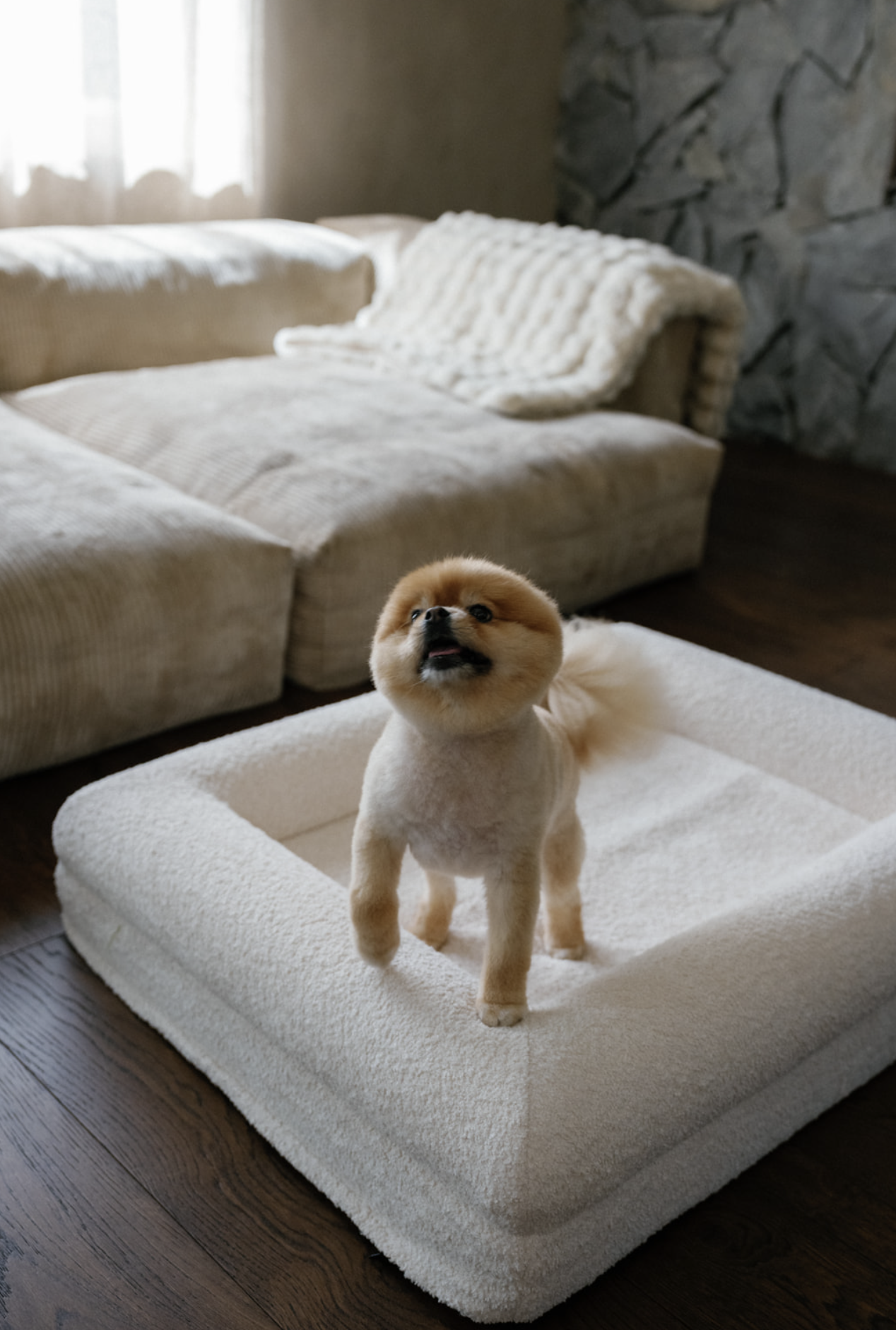 Cute Pomeranian dog standing on a beige pet bed in a cozy living room with a beige sofa, throw blanket, and stone accent wall.