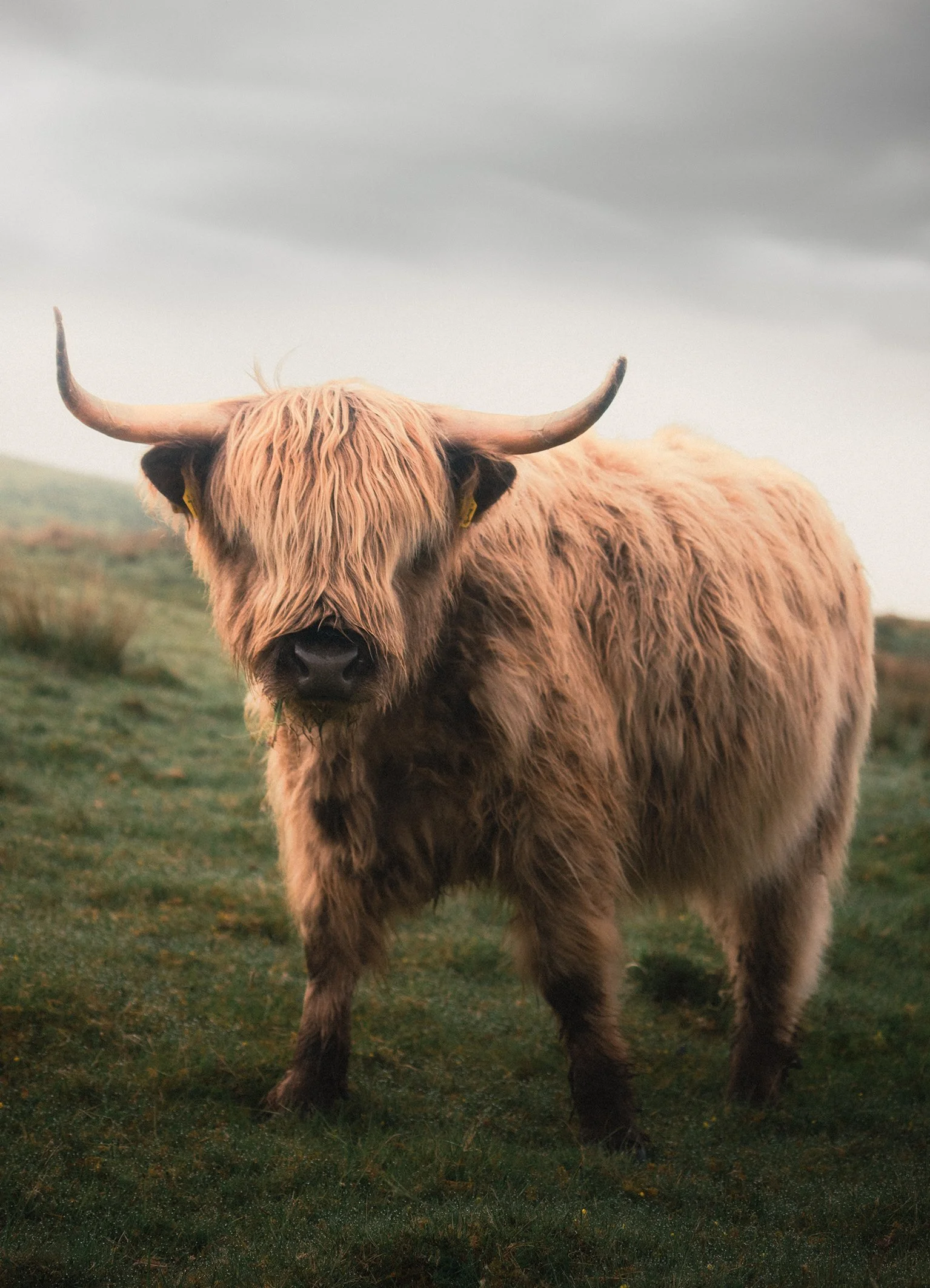 SKOTTLAND HIGHLAND COW.jpg