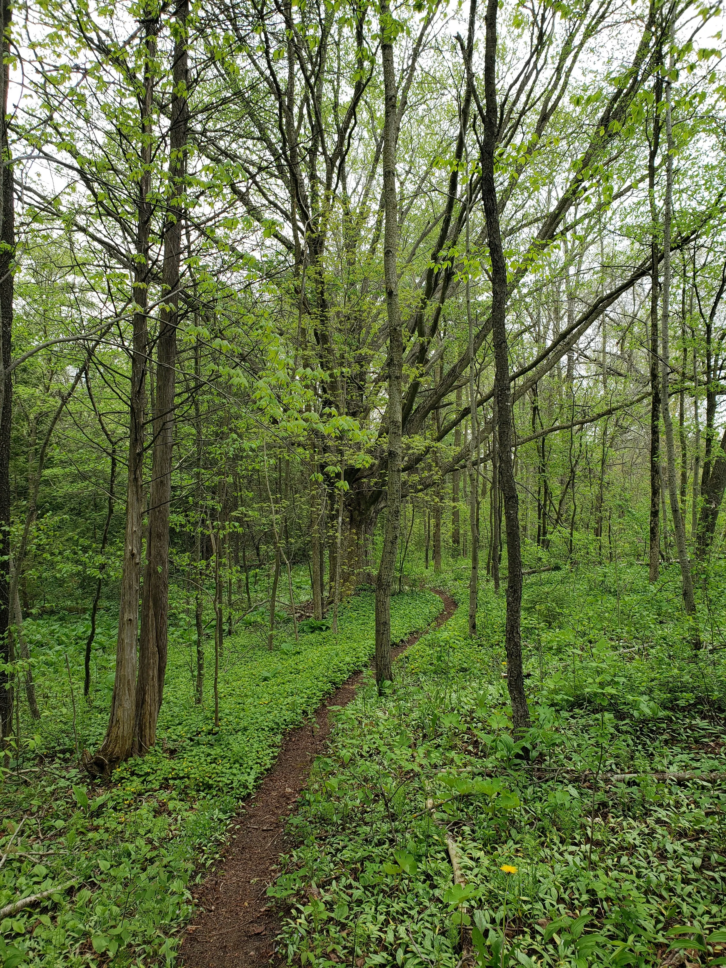Viridescence