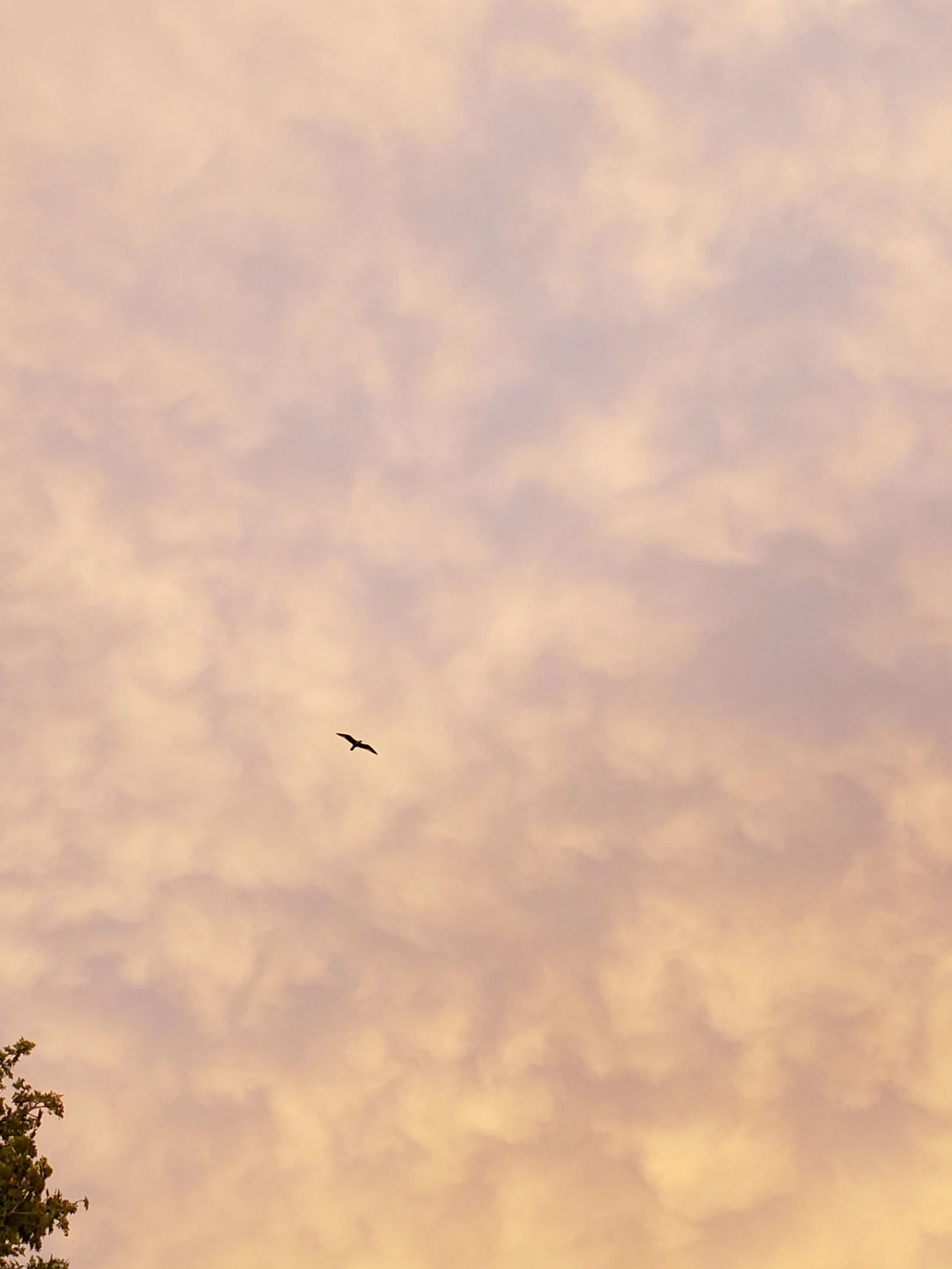 The Man Who Built a House That Could Fly