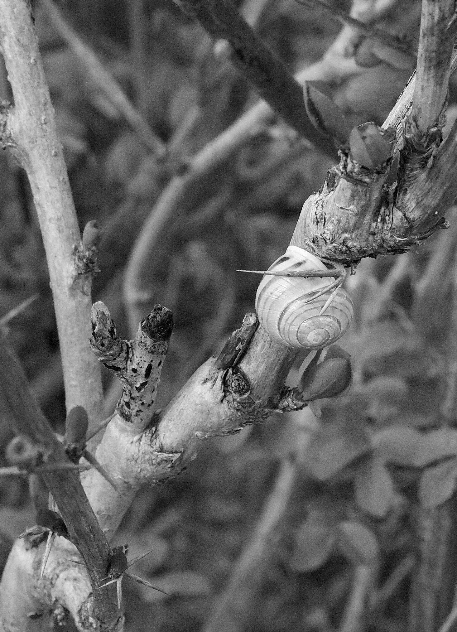 Close-up of a shell snail attached to a plant branch in a natural environment, in black and white.