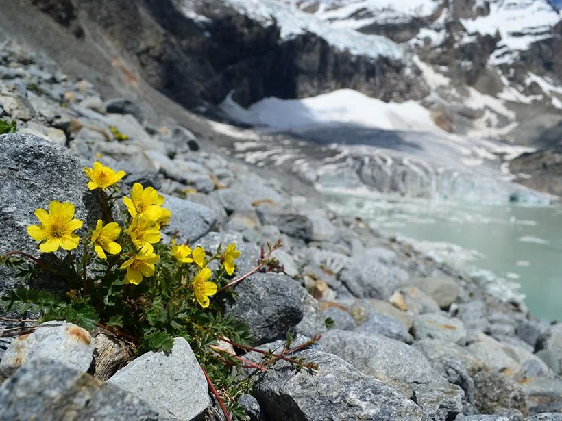 Global Warming Could Rob Liquors of Their Flavor