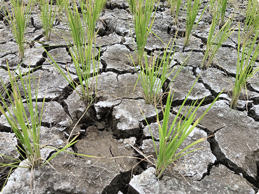 Getting rice to chill in the wake of a warming planet