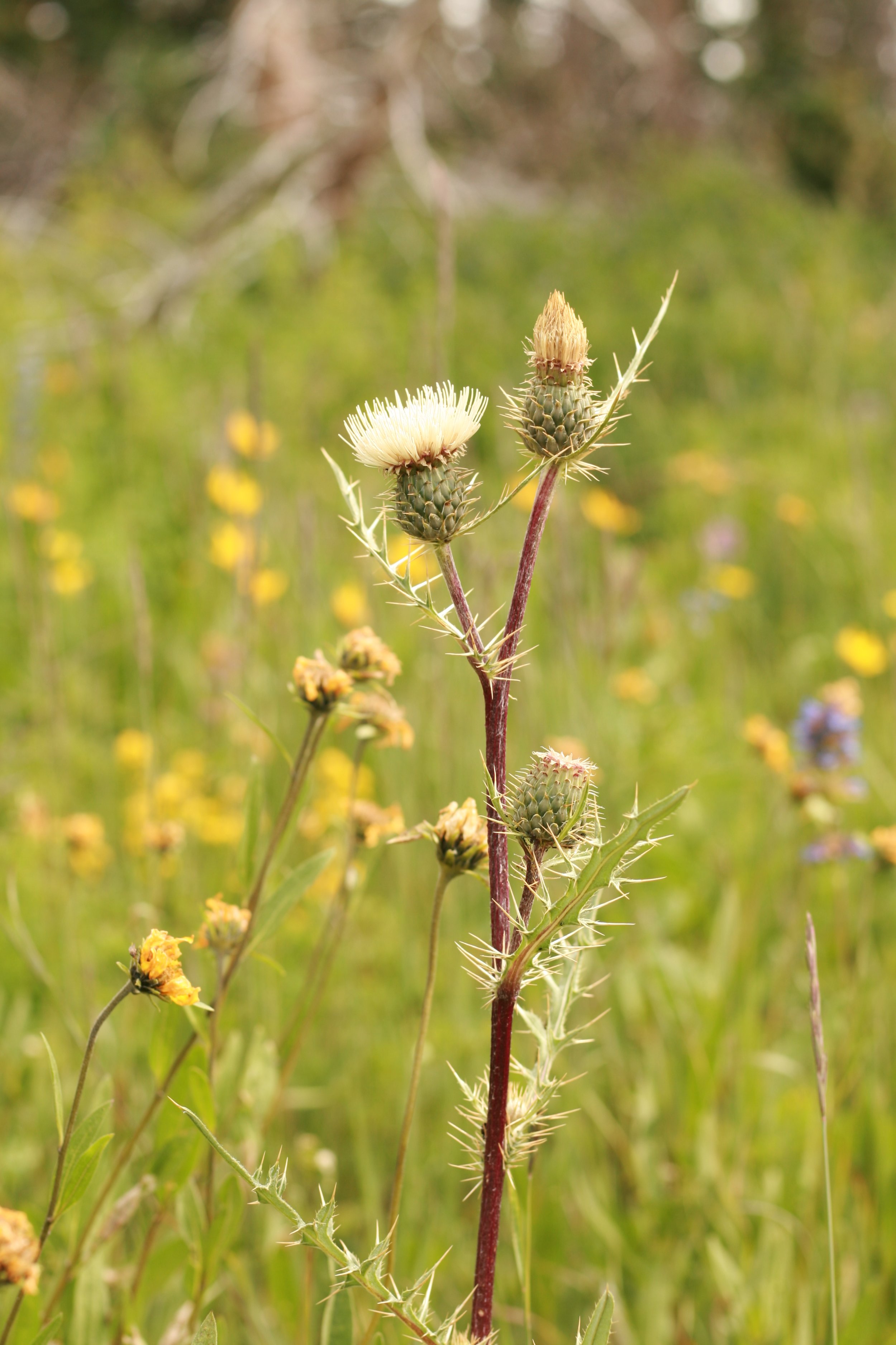 A tall thistle plant with spiny leaves and flower buds with cream-colored, fluffy petals, in a field with yellow and purple wildflowers and green grass.