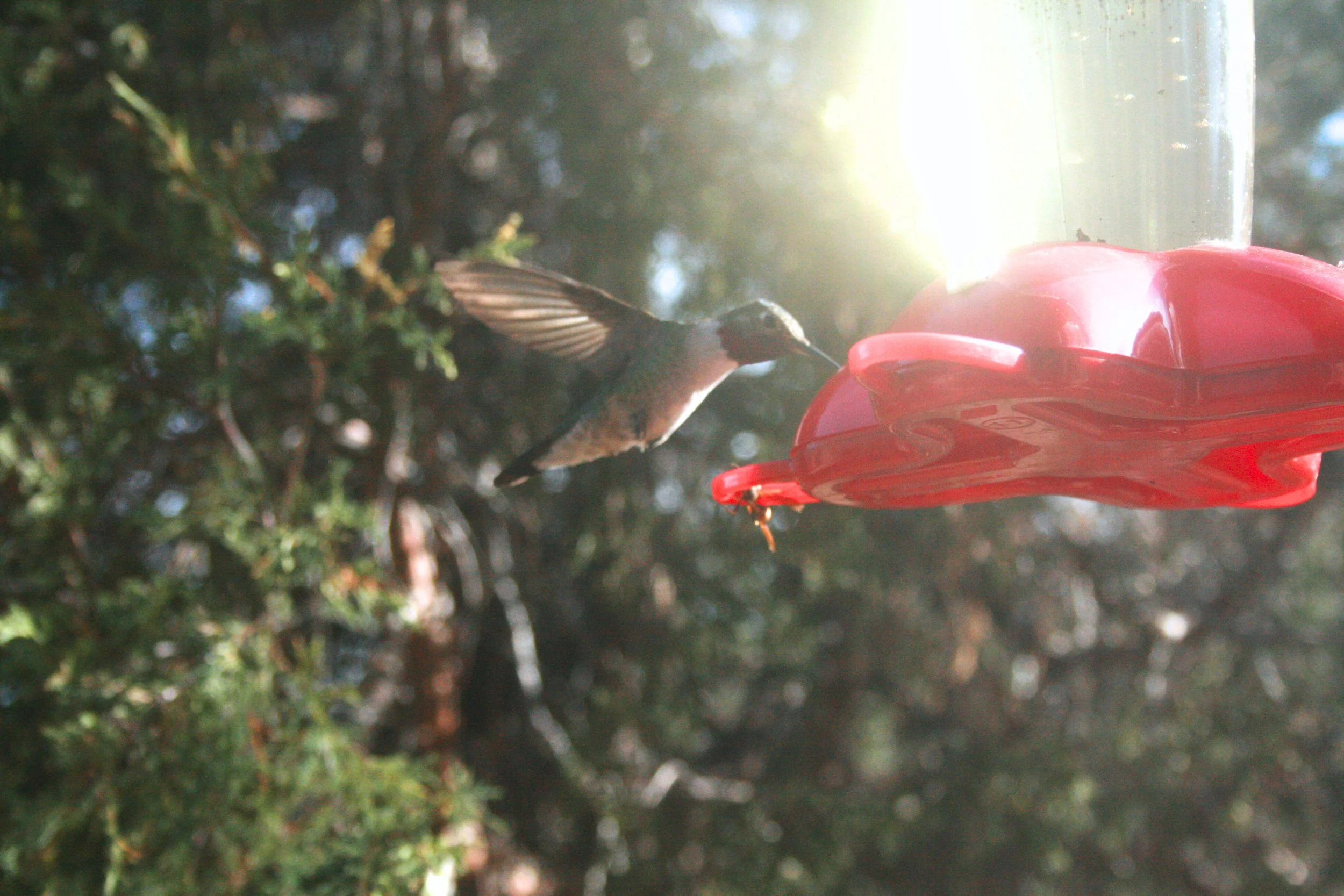 A hummingbird drinking nectar from a red hummingbird feeder in a garden with sunlight shining through the trees.