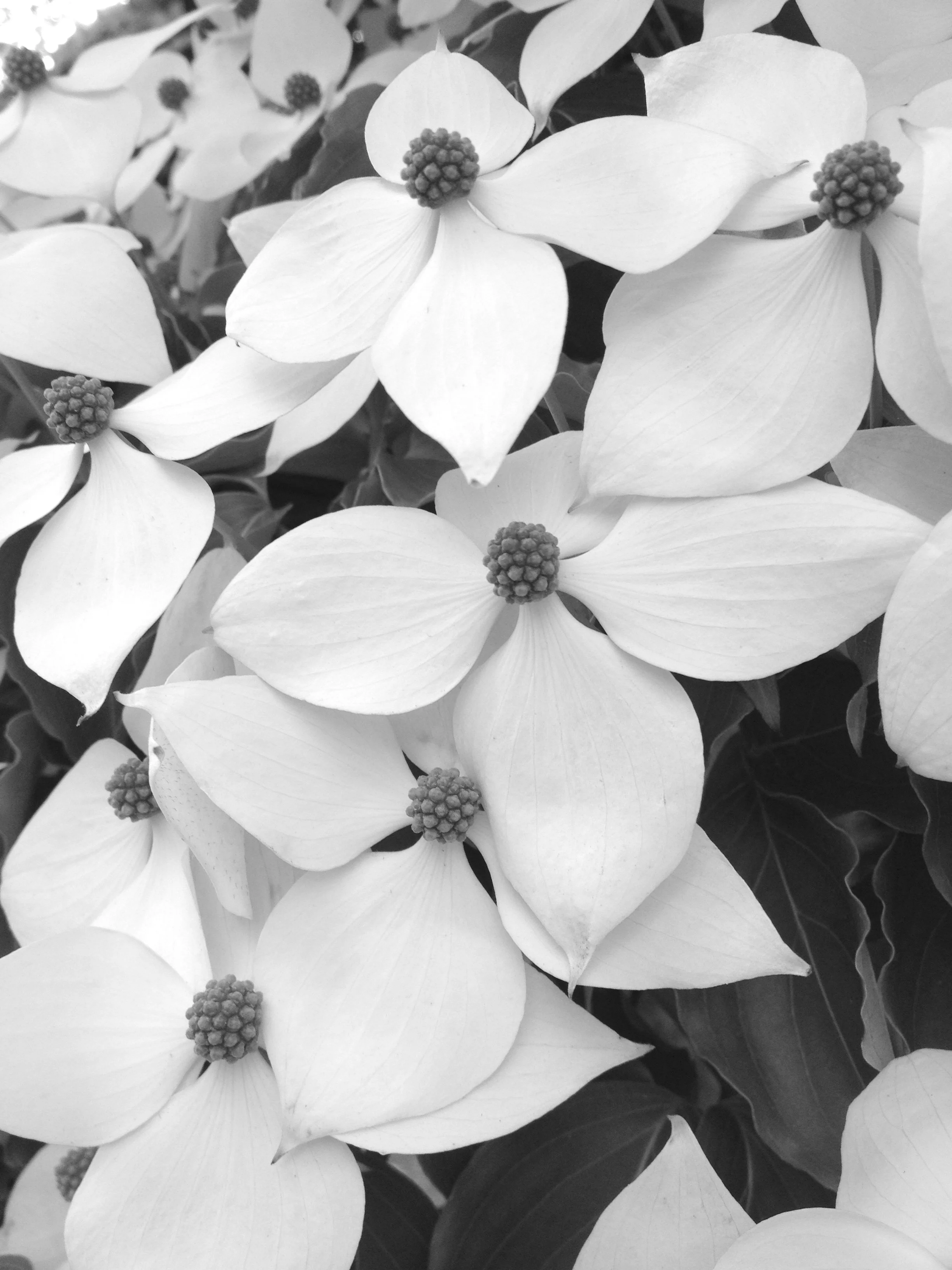 Close-up of white dogwood flowers with rounded flower centers and overlapping petals.