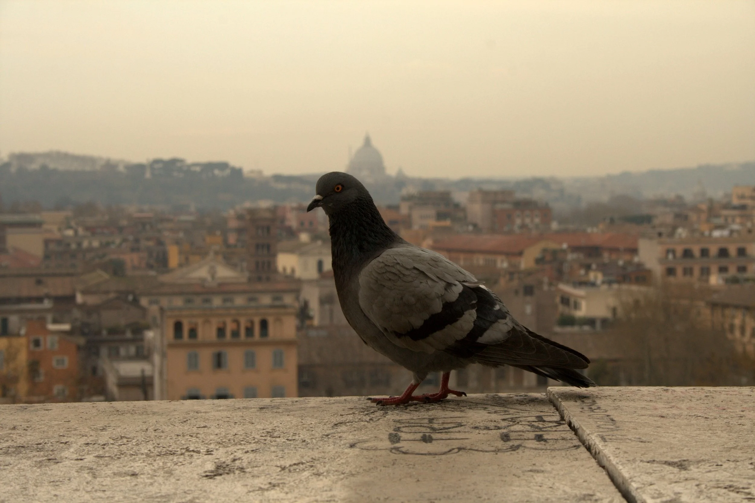A pigeon standing on a concrete surface with a cityscape and domed government building in the background.