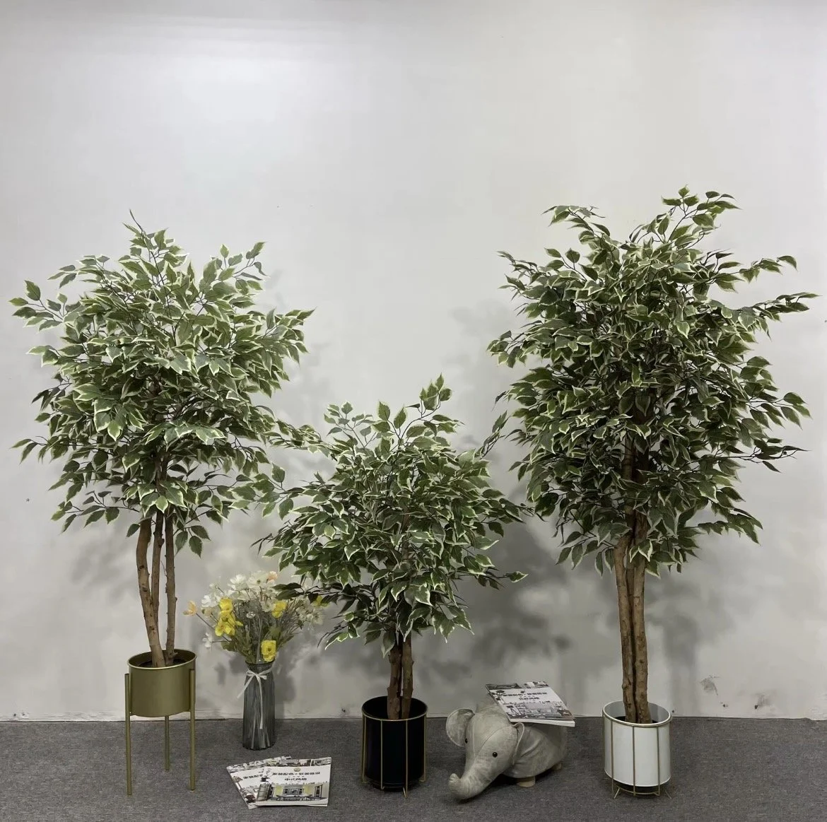 Ficus trees
