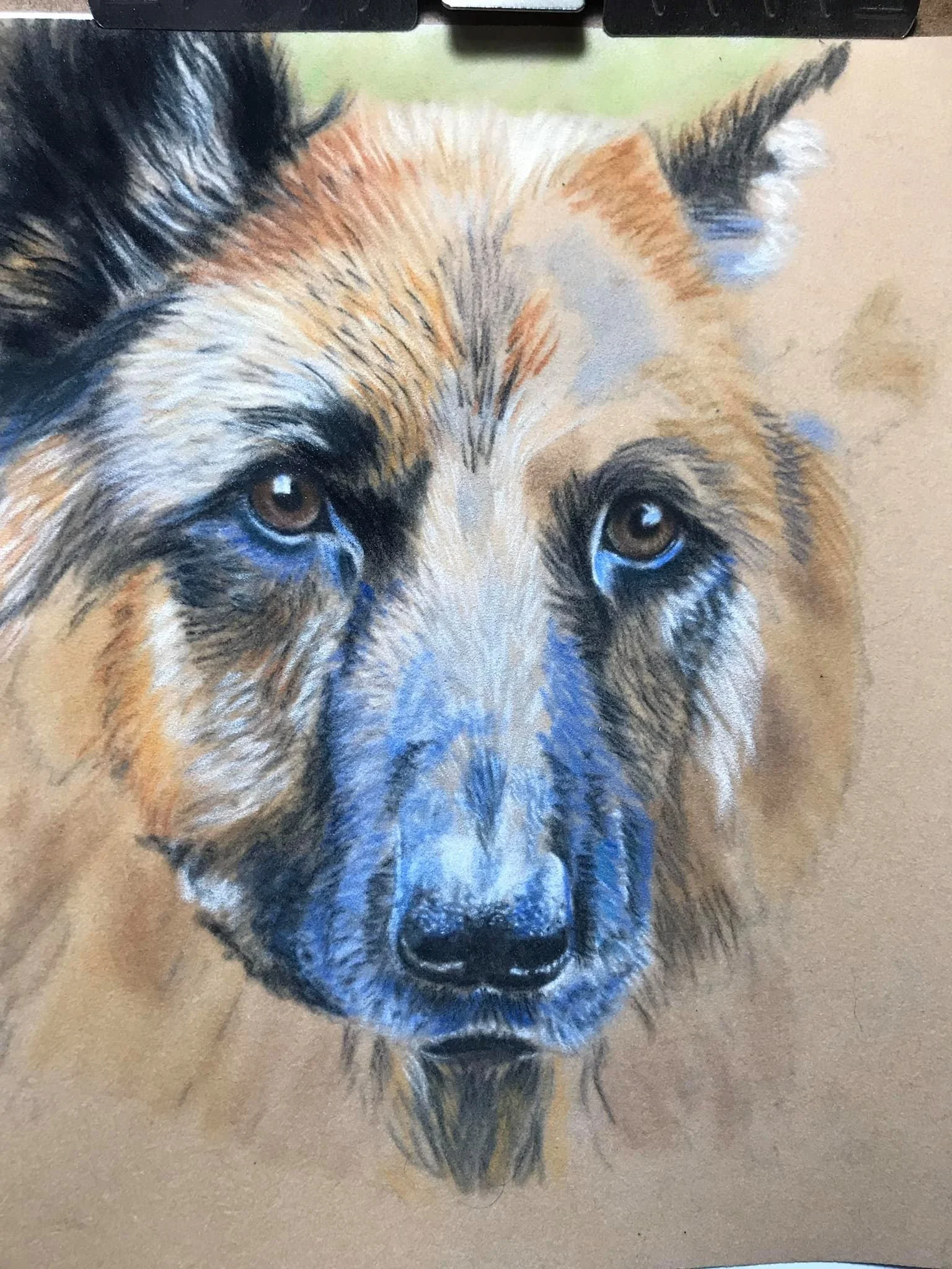 Progress being made on this German Shepherd. This is Captain. Still many layers to be put down, but it’s a good start. The photo reference is from Amy Hendy Photography.