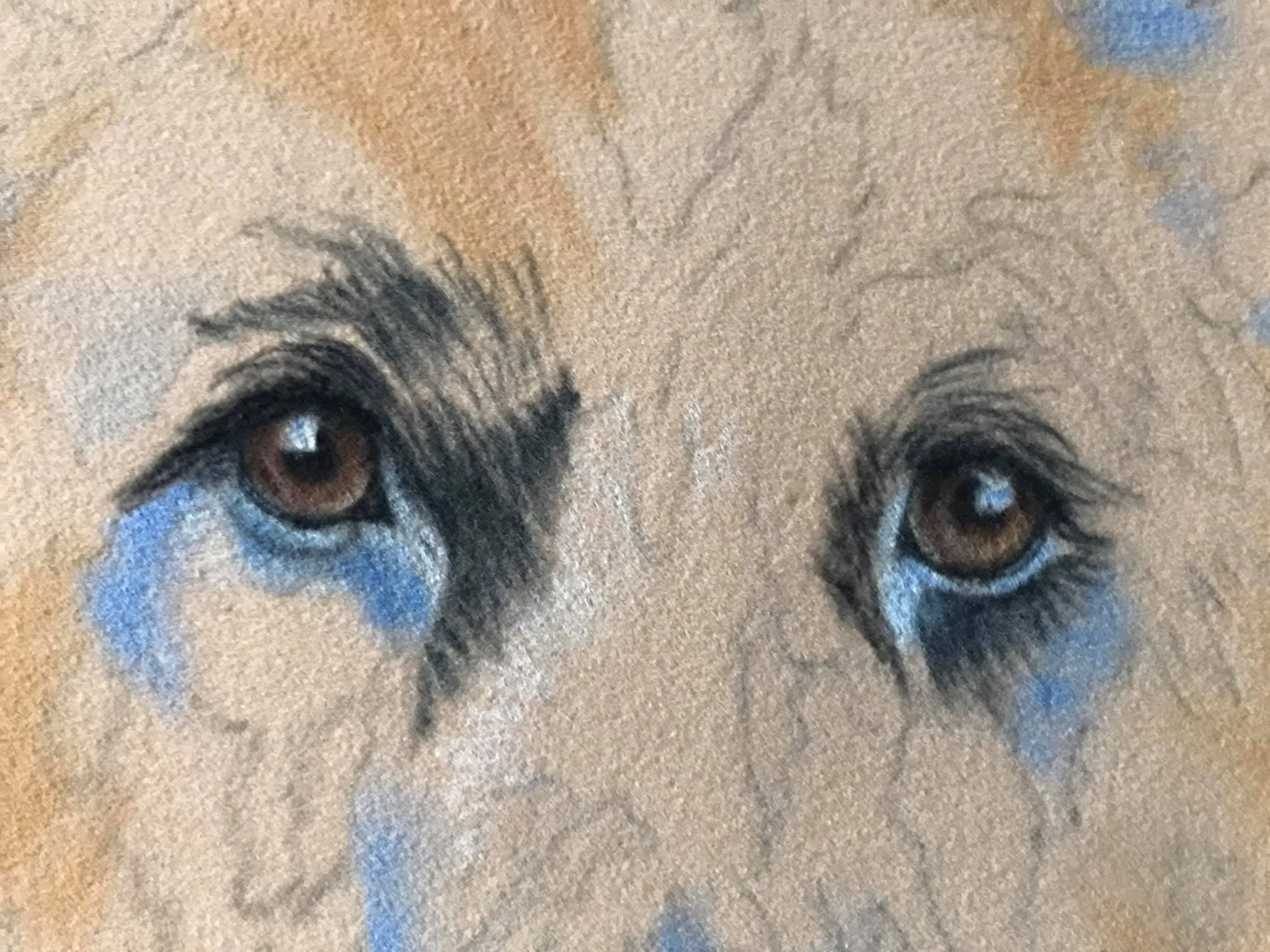 Beginning a new pastel. Back to fur. ❤️🐾 This will be on velour paper. You can see how fuzzy it is in the photo.