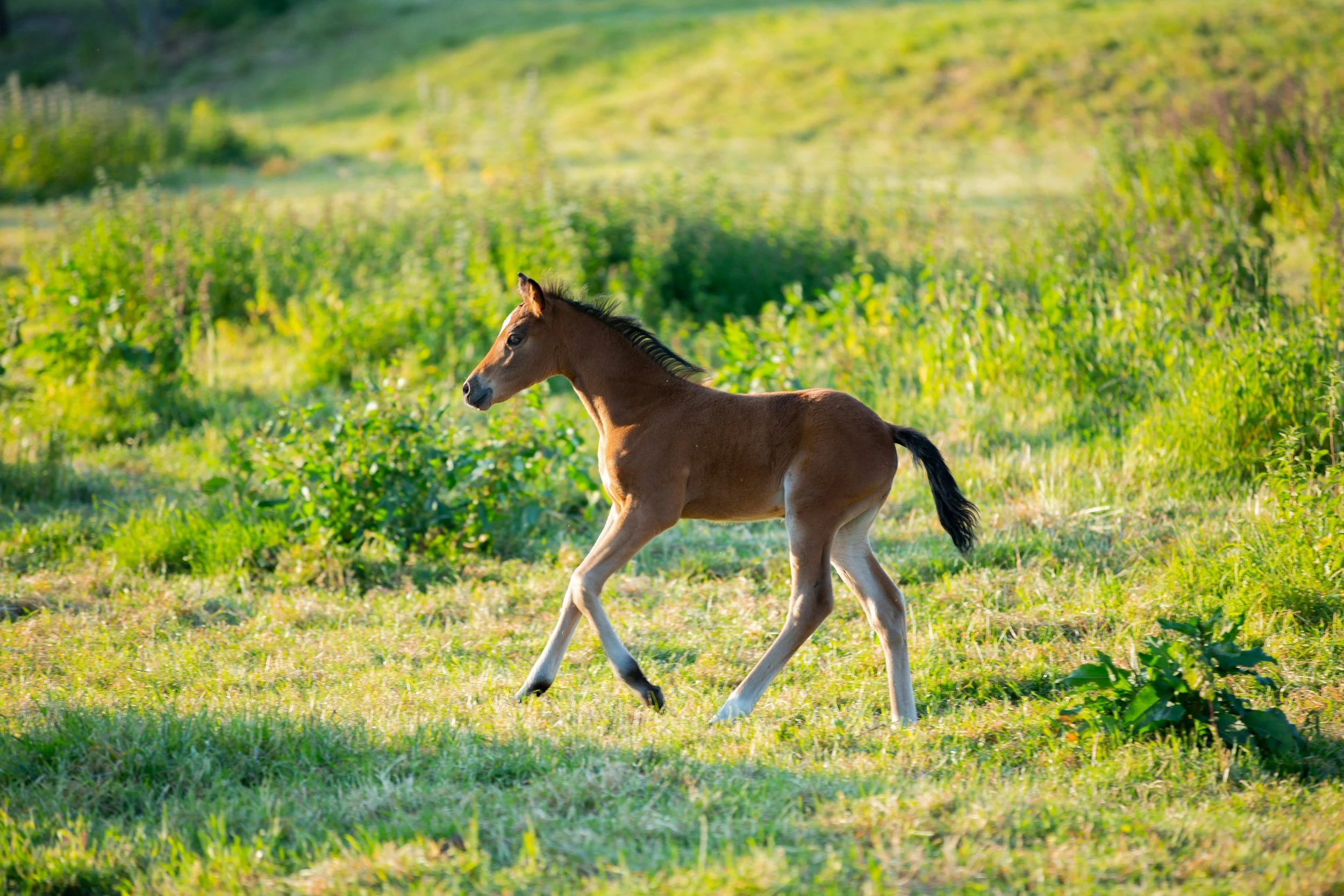 horse running in field