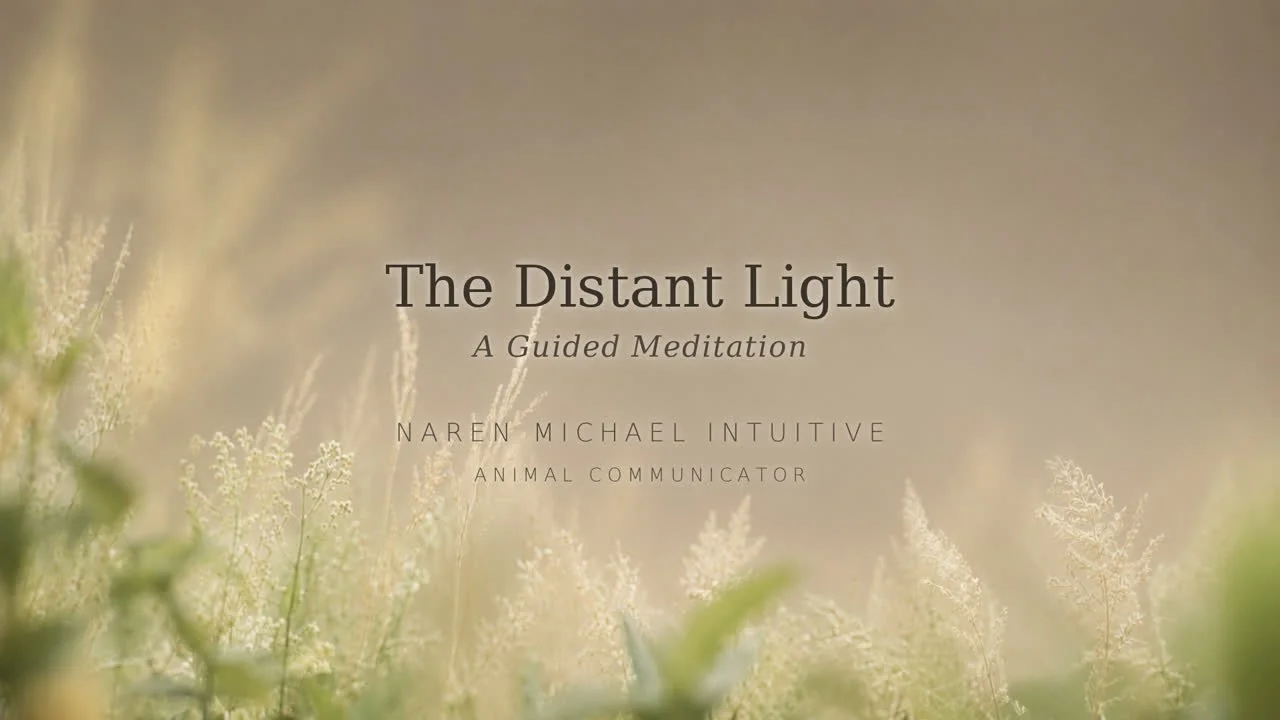 The Distant Light