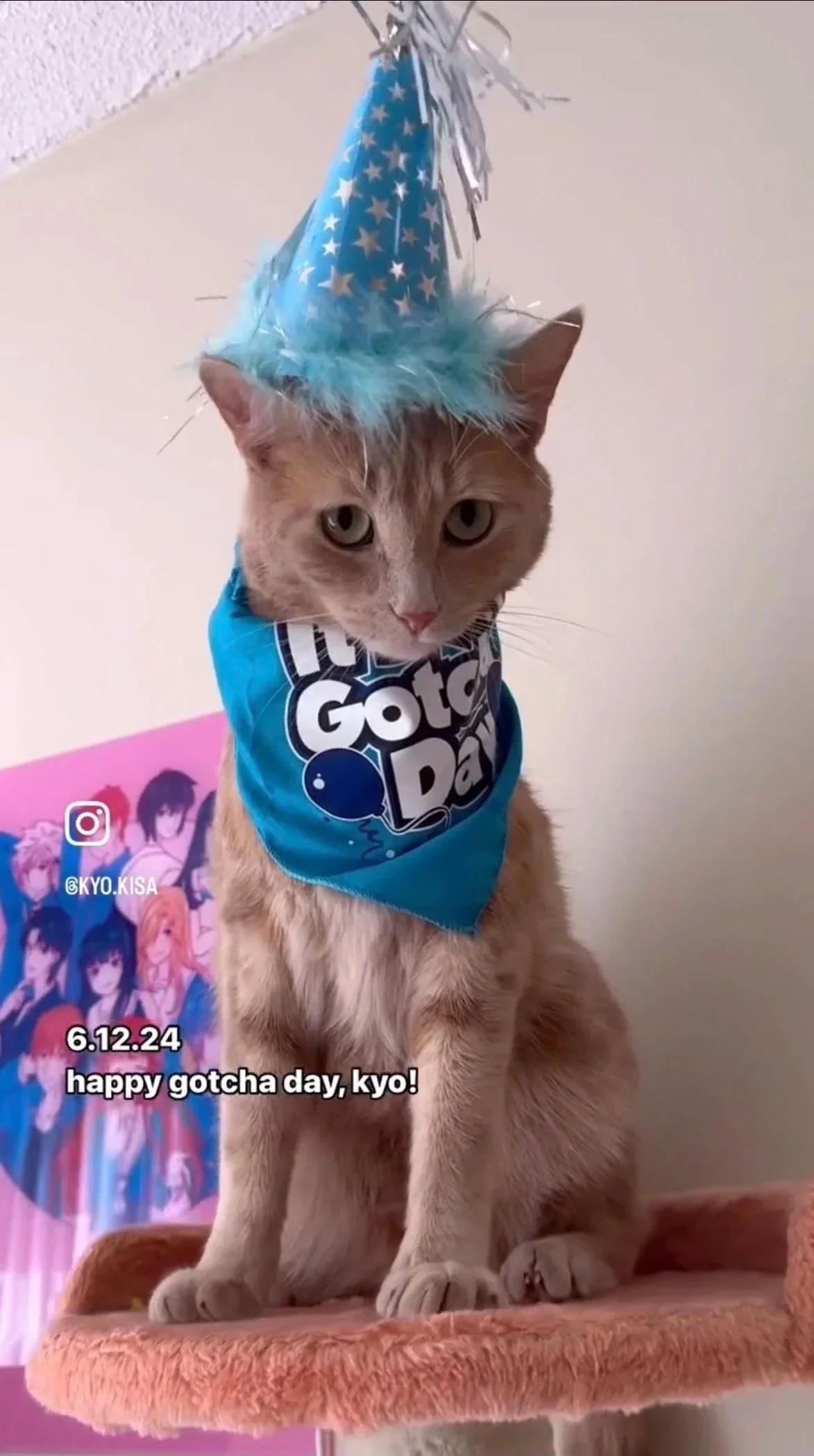 Created as part of a personal Instagram account dedicated to sharing the lives of my two cats.