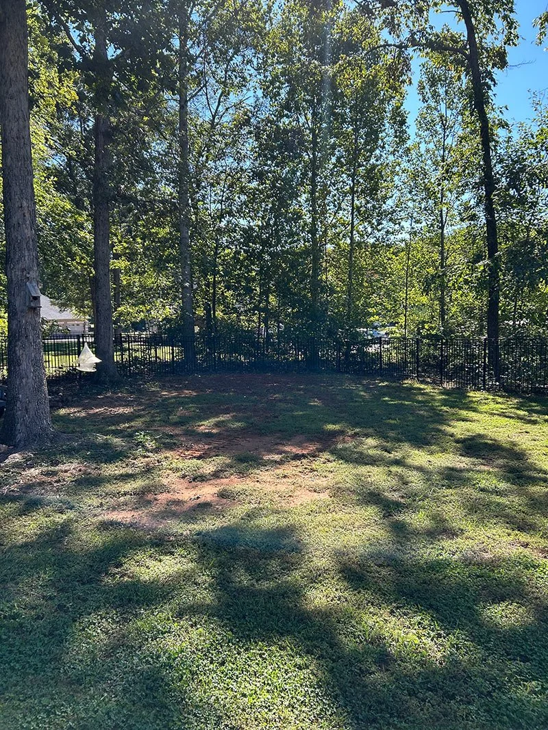 Cleared backyard with trees and a metal fence after cleanup